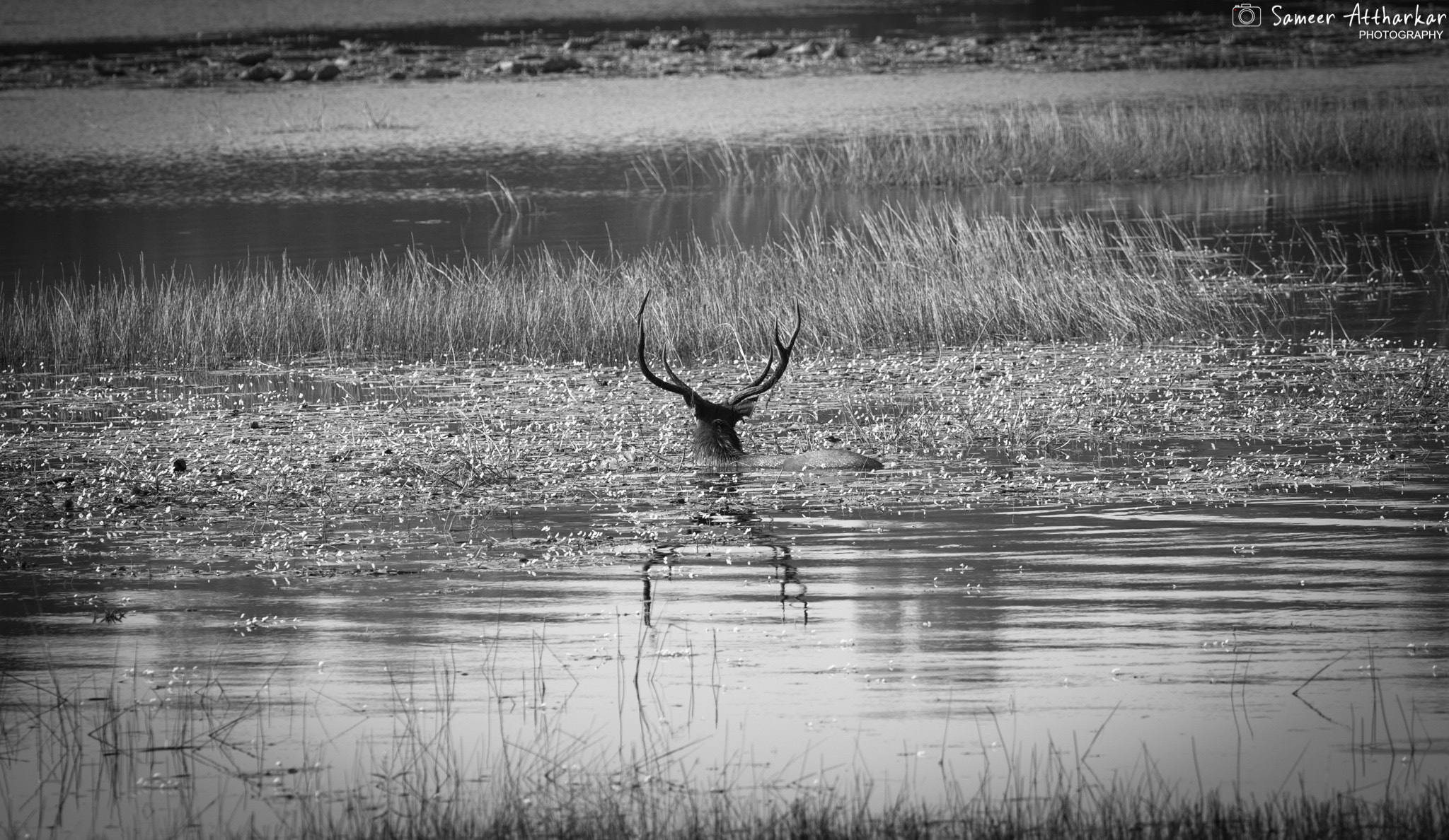 Canon EOS 5D Mark II + Canon EF 400mm F5.6L USM sample photo. Stag sambar deer photography