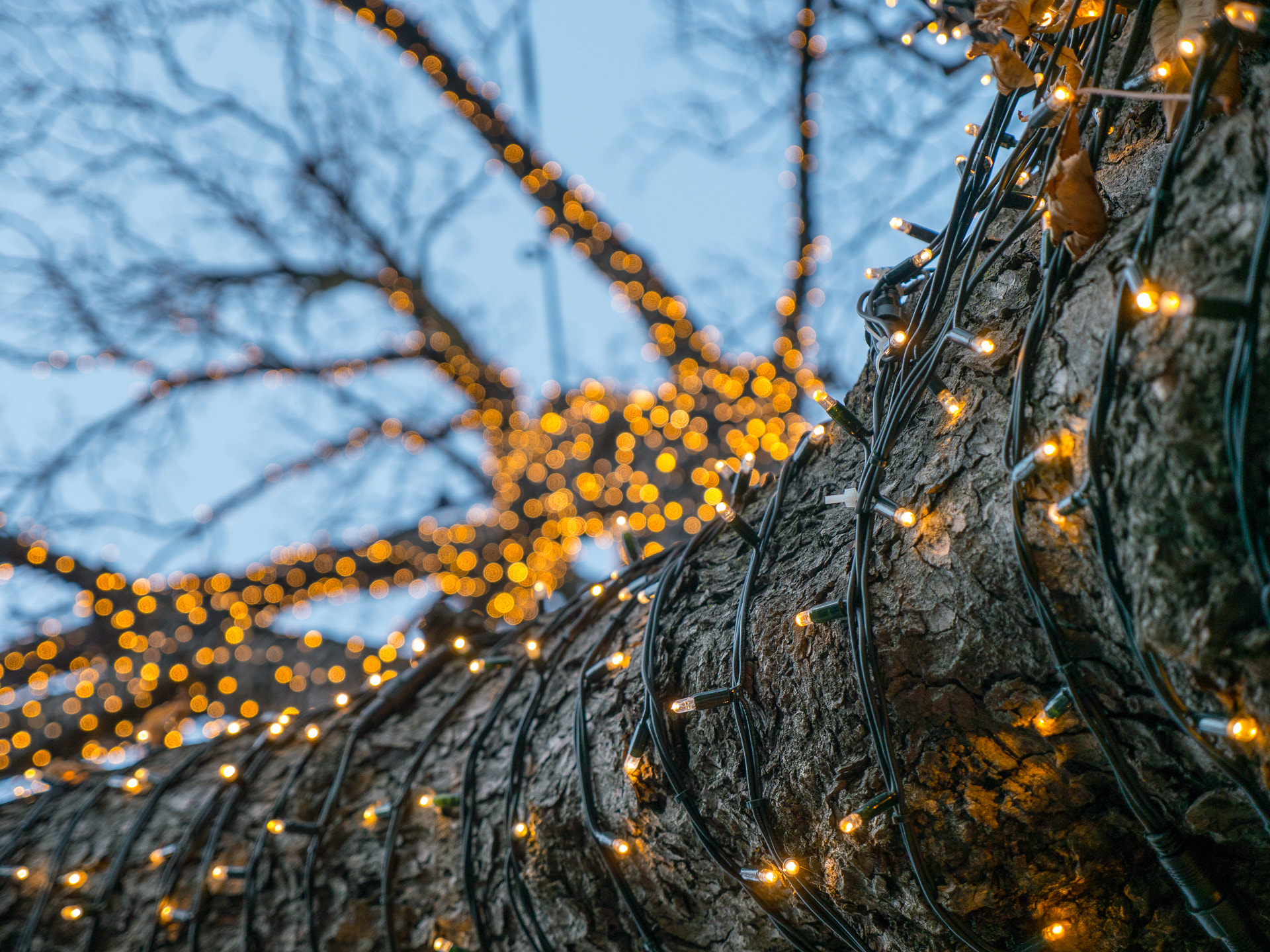 Panasonic Lumix DMC-G5 sample photo. Christmas tree in merano photography