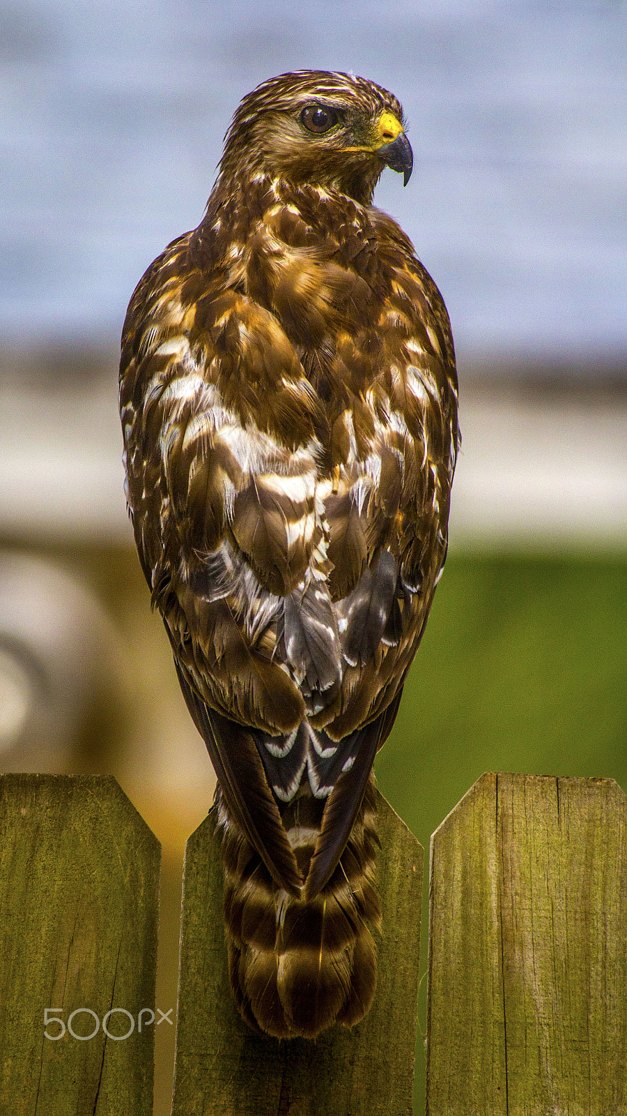 Canon EOS 60D + Canon EF 300mm f/2.8L + 2x sample photo. Hawk on a fence photography