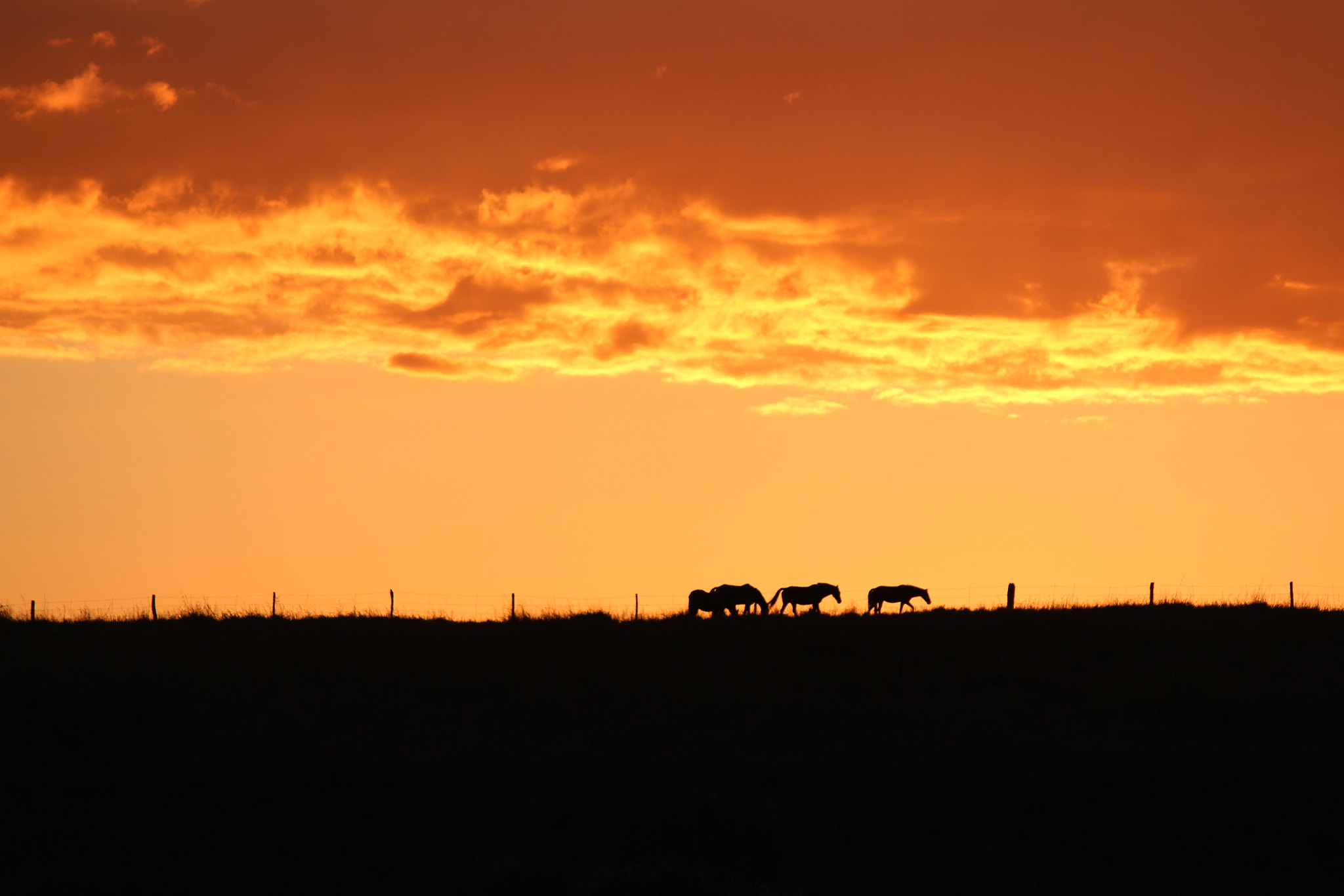 Canon EOS 650D (EOS Rebel T4i / EOS Kiss X6i) sample photo. Horses + sunrise photography