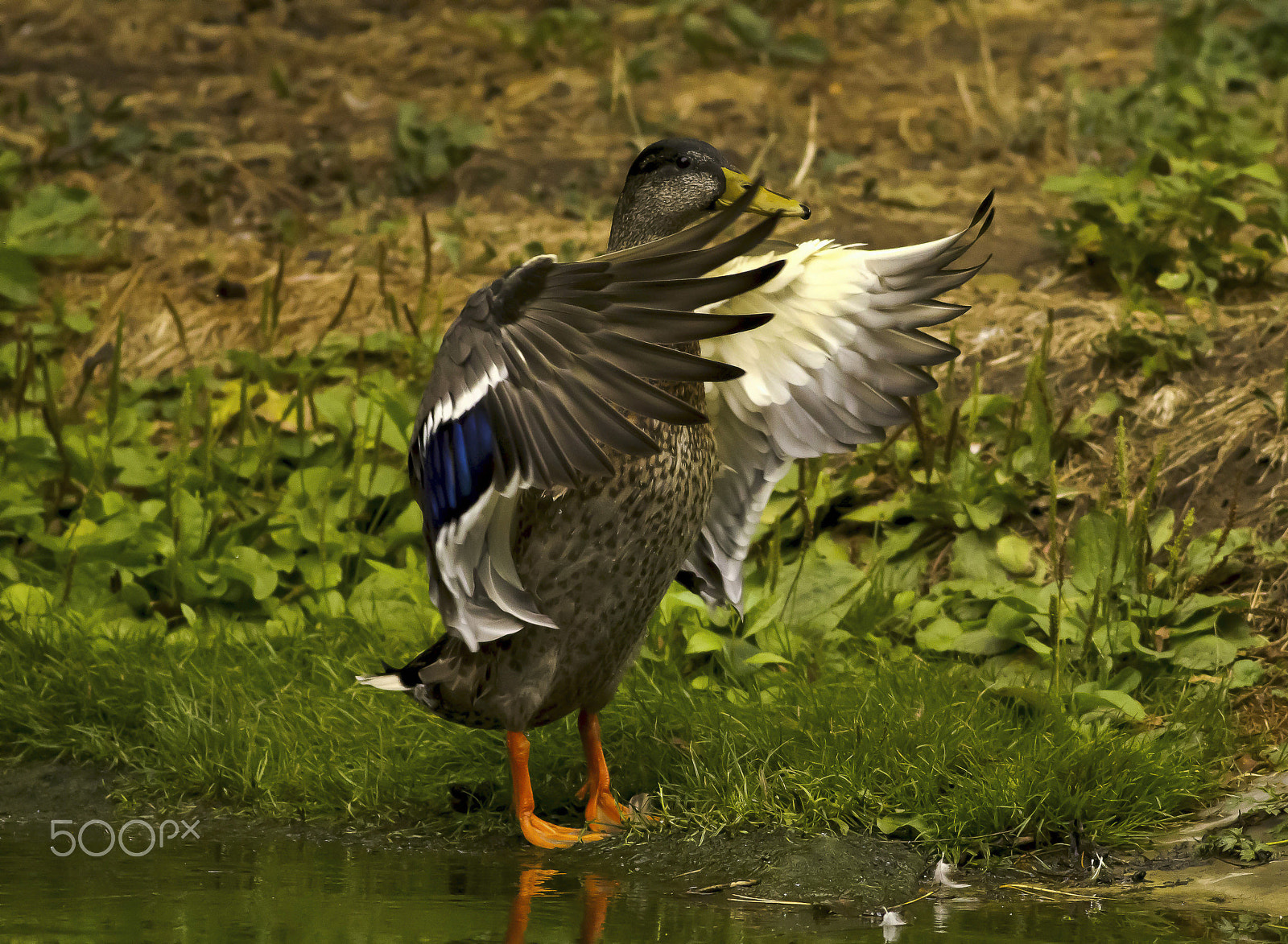 Canon EOS 600D (Rebel EOS T3i / EOS Kiss X5) + Canon EF 400mm F5.6L USM sample photo. Kachny v akci photography