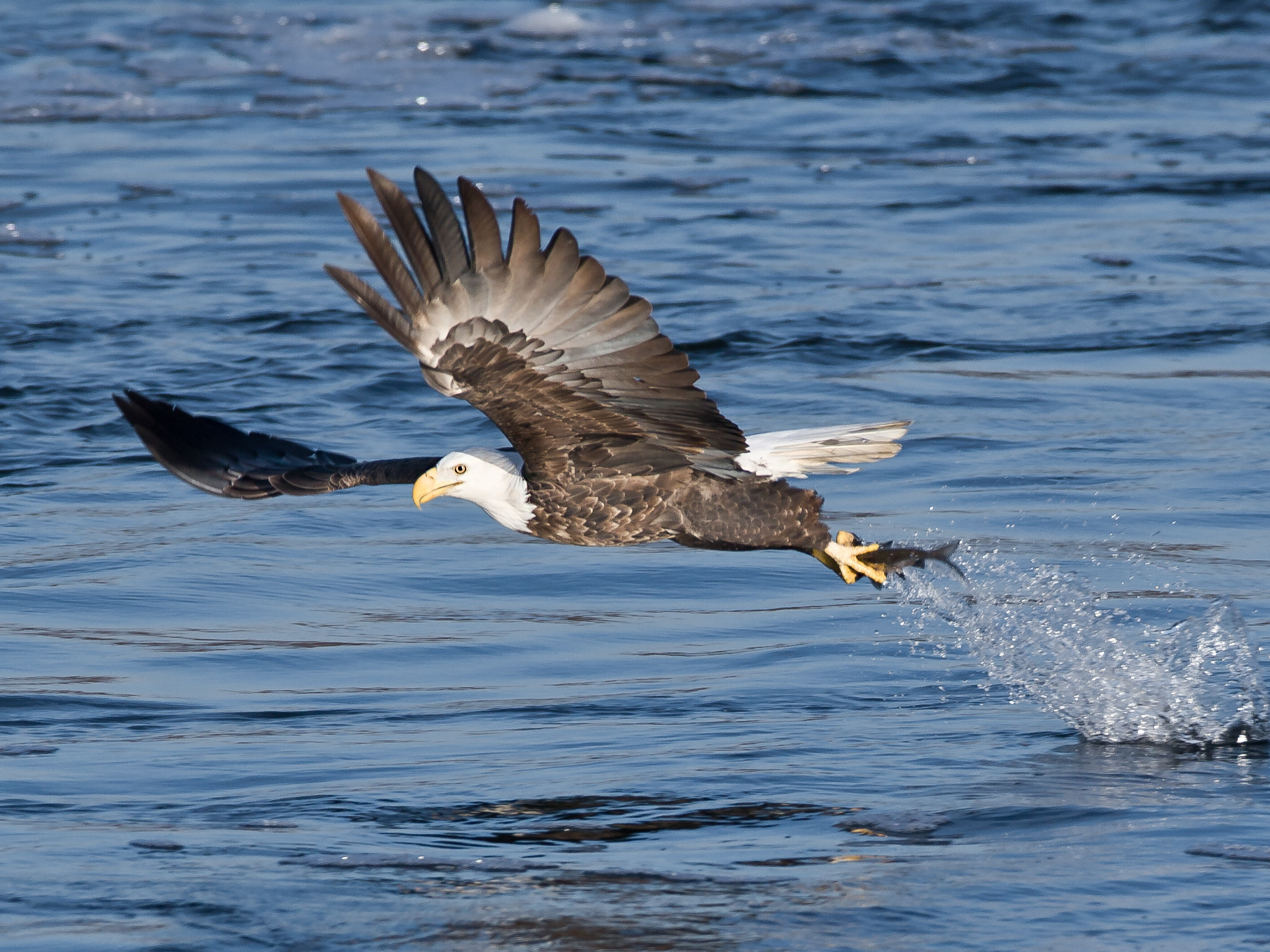 Canon EF 600mm F4L IS USM sample photo. Bald eagle photography