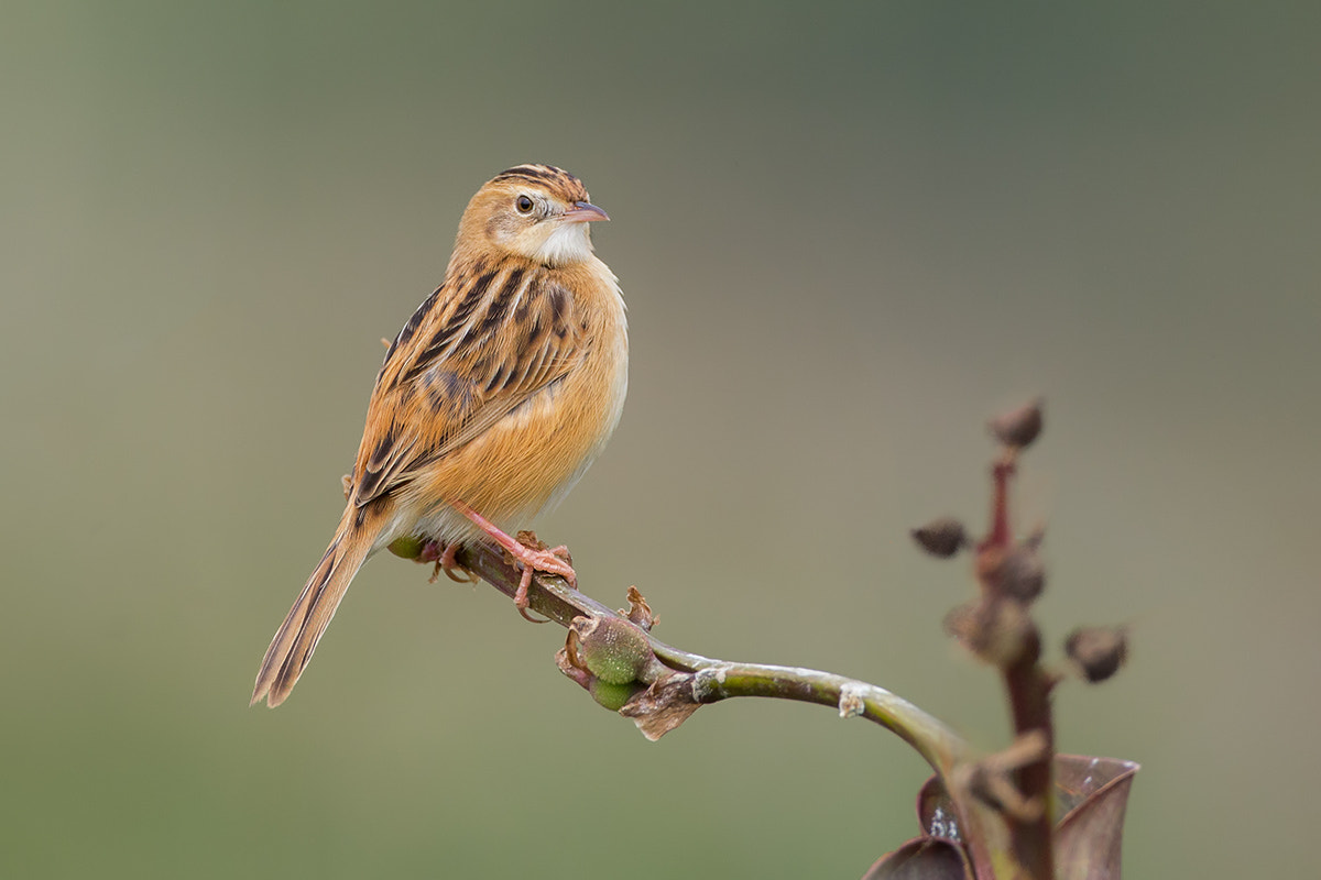 Canon EF 500mm F4L IS USM sample photo. Zitting cisticola photography