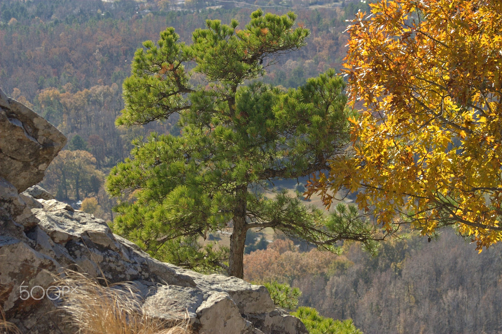 Canon EF75-300mm f/4-5.6 sample photo. Lone pine with maple photography