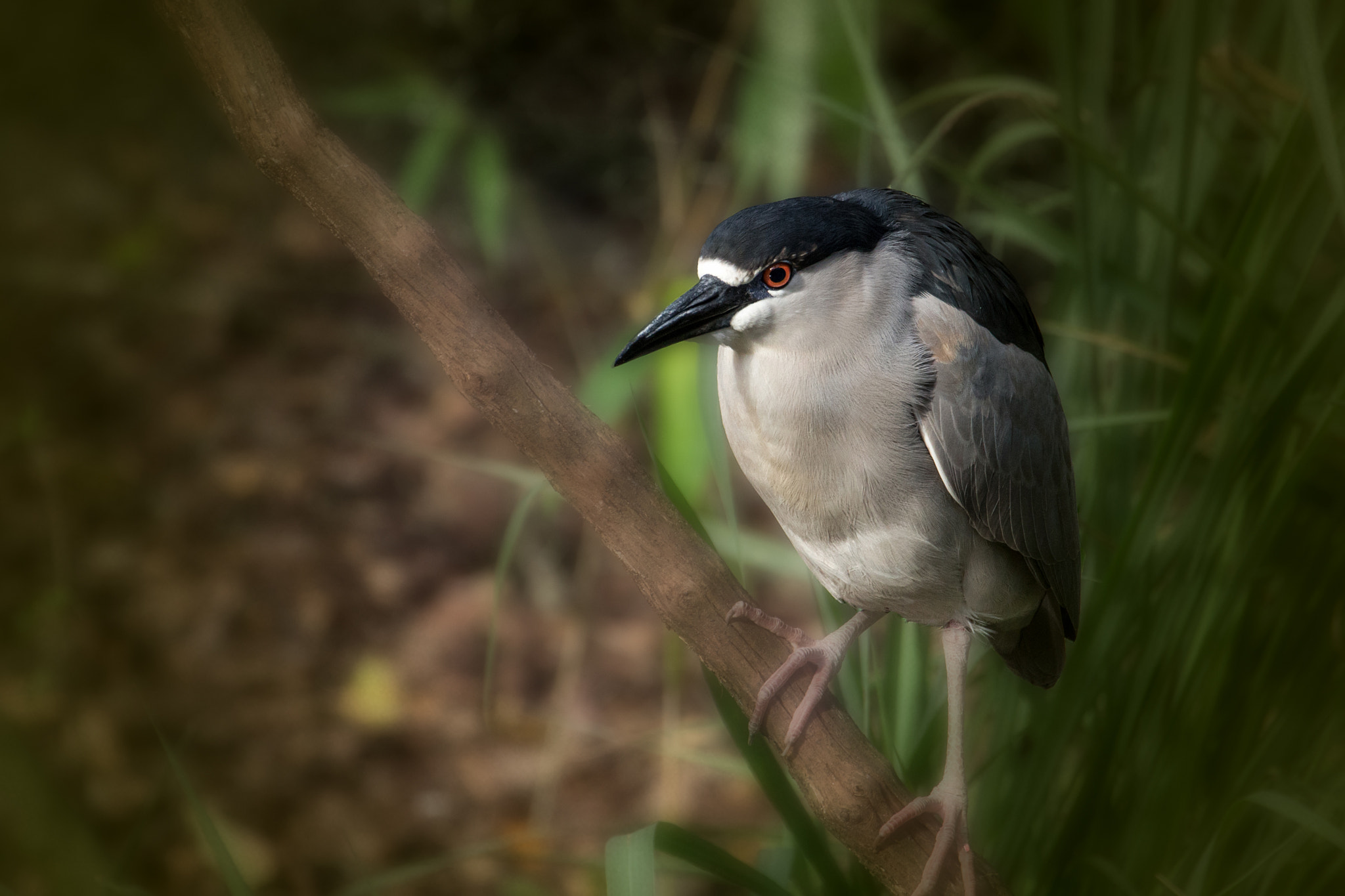 Canon EOS 100D (EOS Rebel SL1 / EOS Kiss X7) + Canon EF 70-300mm F4-5.6L IS USM sample photo. Night heron photography
