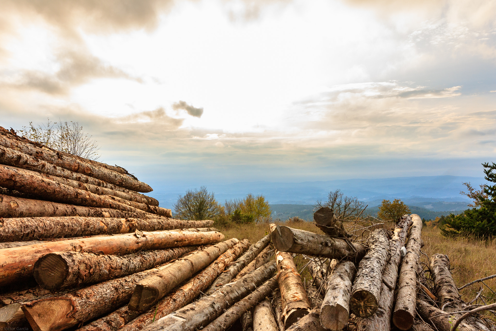 Canon EOS 450D (EOS Rebel XSi / EOS Kiss X2) sample photo. Wood and sun in tuscany photography