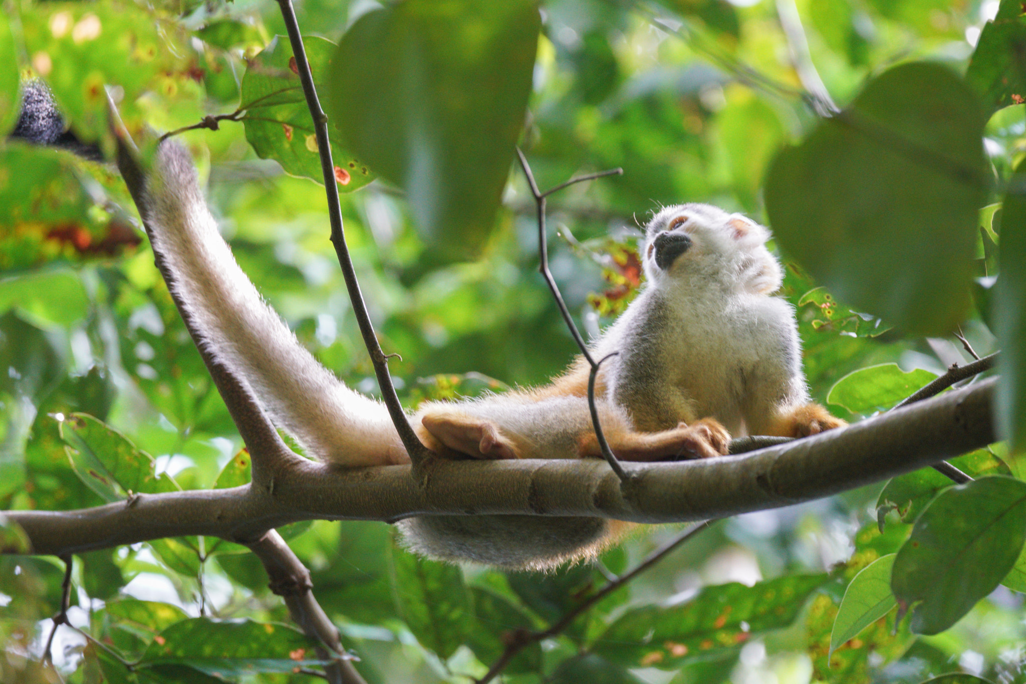Sony 70-300mm F4.5-5.6 G SSM sample photo. Titi monkey at manuel antonio, costa rica photography