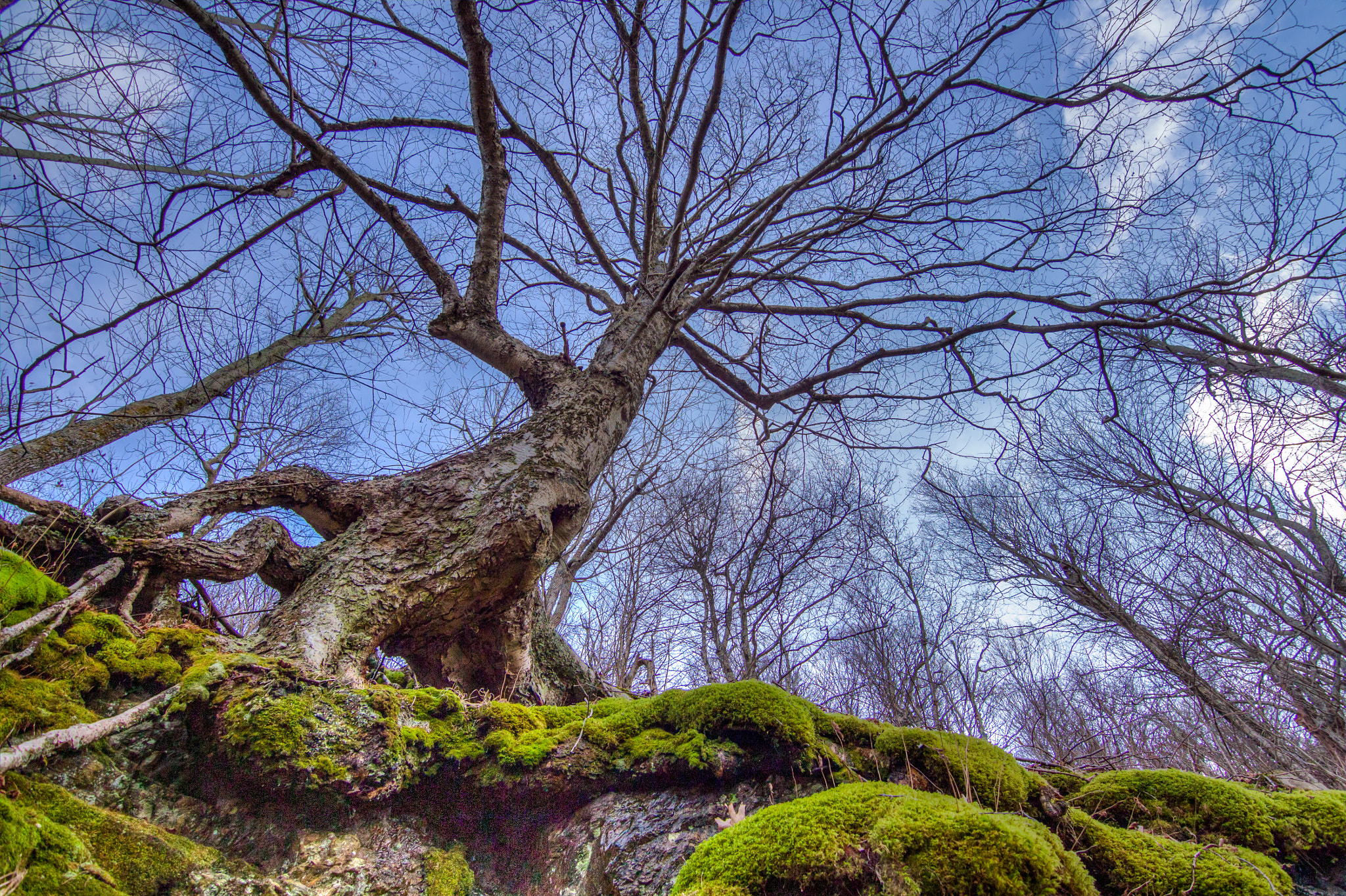 Canon EOS 100D (EOS Rebel SL1 / EOS Kiss X7) sample photo. Shenandoah national park roots photography