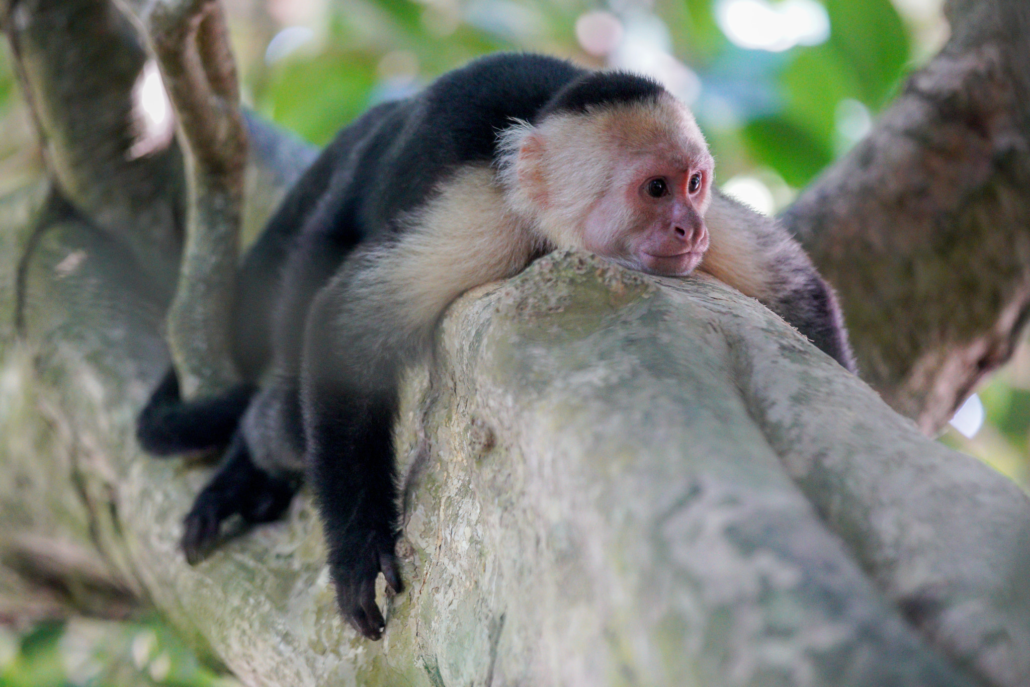 Sony 70-300mm F4.5-5.6 G SSM sample photo. Tree hugger - costa rica capuchin monkey photography