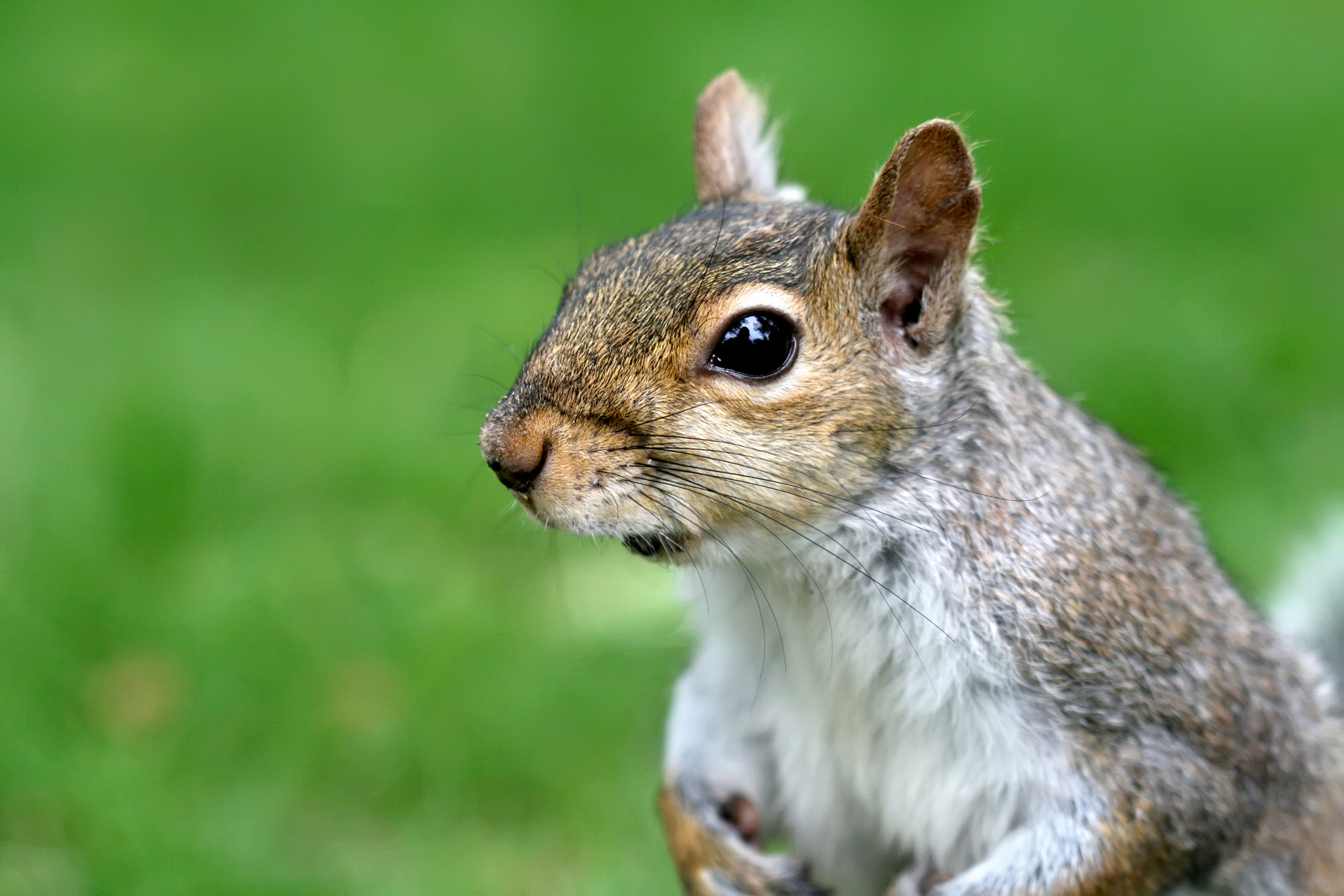 Canon EF 100mm F2.8 Macro USM sample photo. Squirrel photography