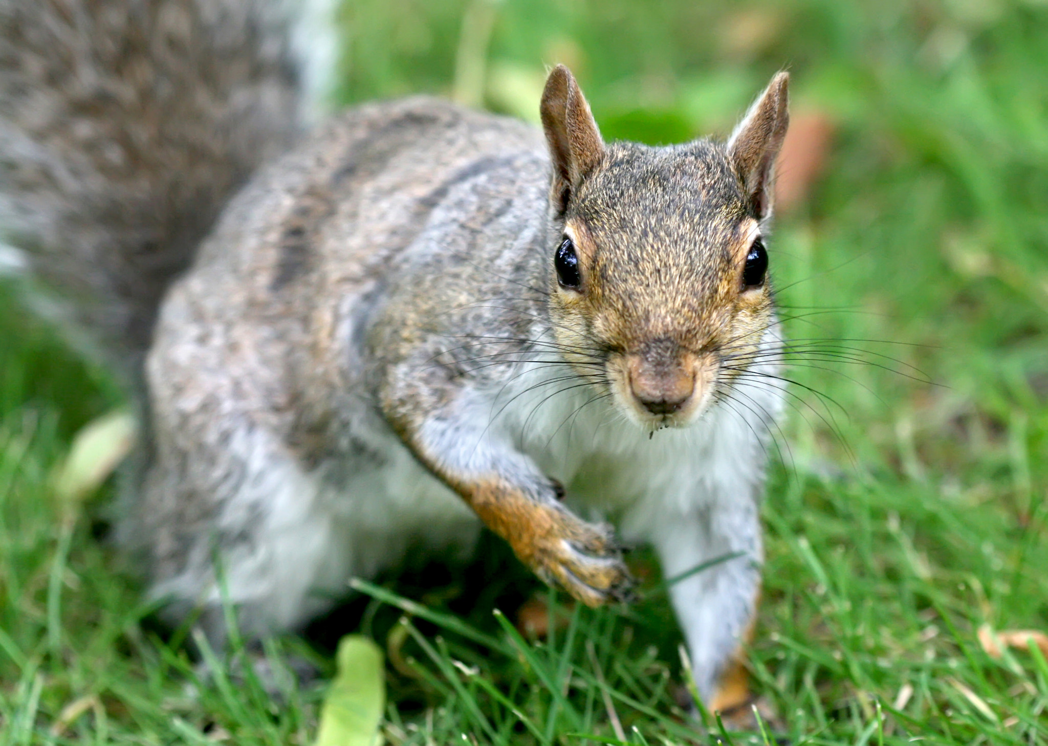Canon EF 100mm F2.8 Macro USM sample photo. Squirrel photography