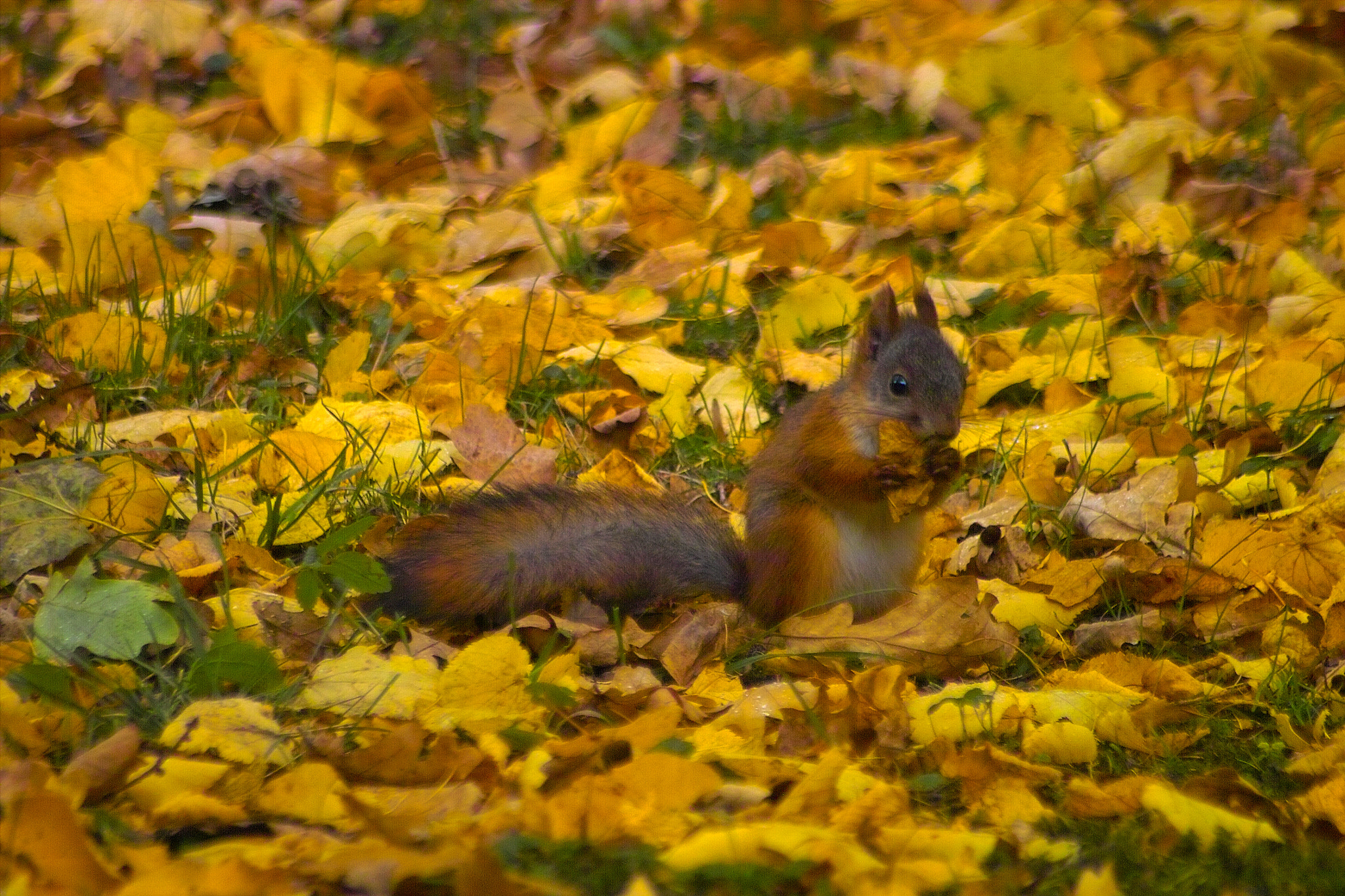 Sigma SD10 sample photo. A squirrel photography