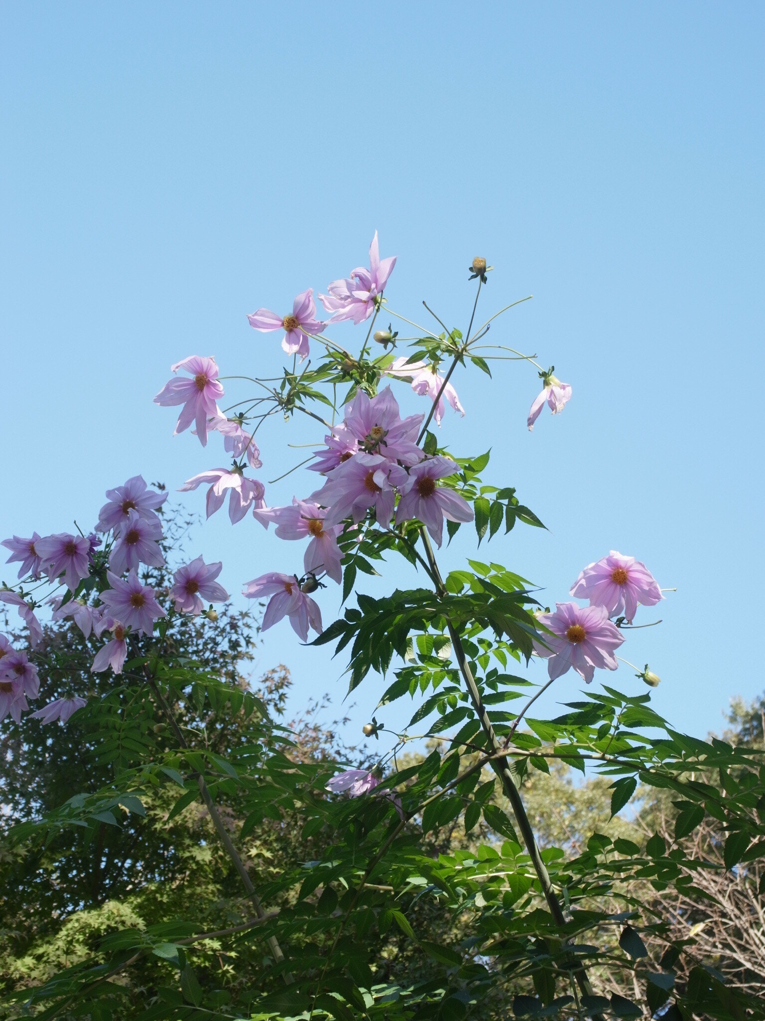 Ricoh GXR A16 sample photo