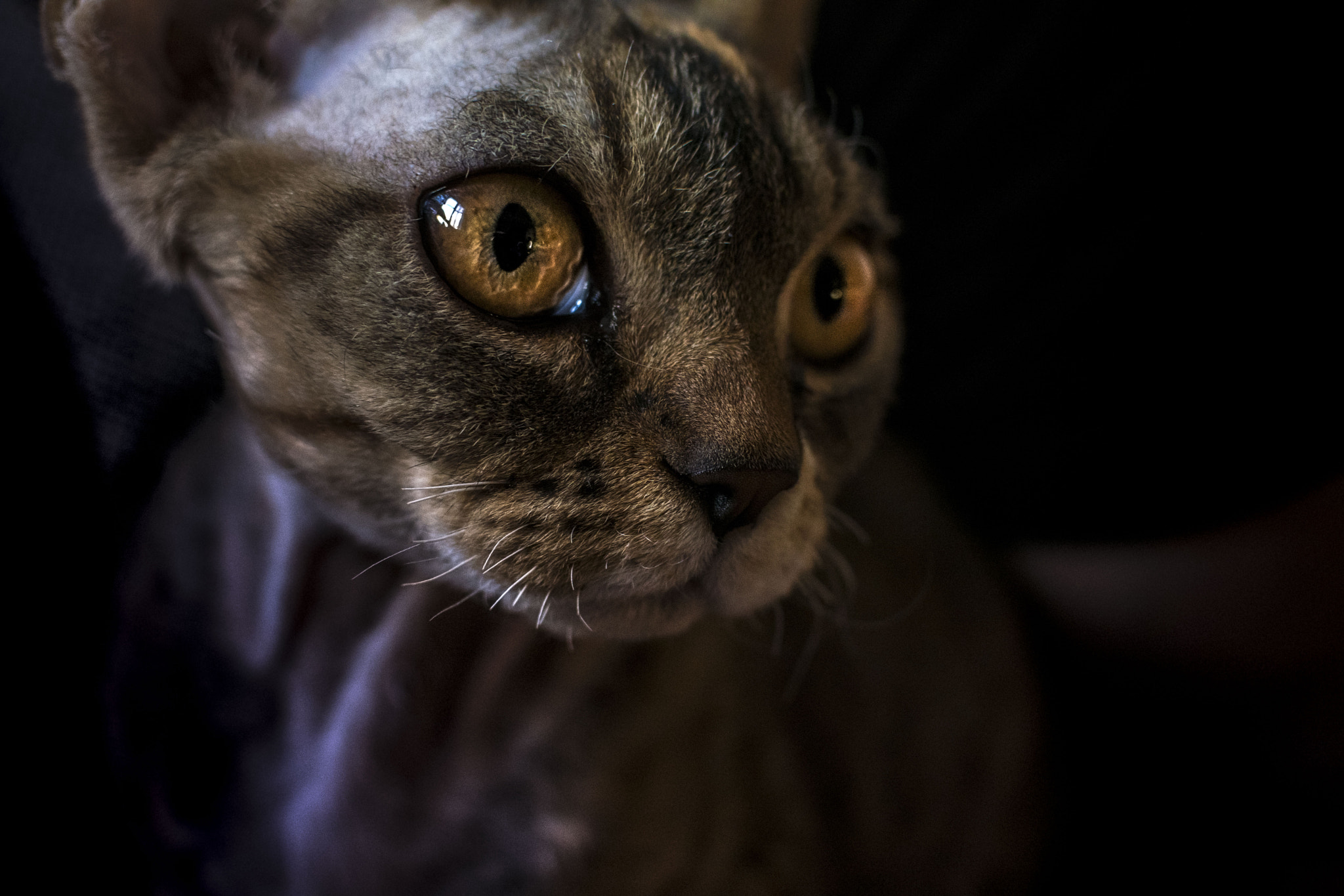 Nikon 1 Nikkor 18.5mm F1.8 sample photo. Chat chasseur photography