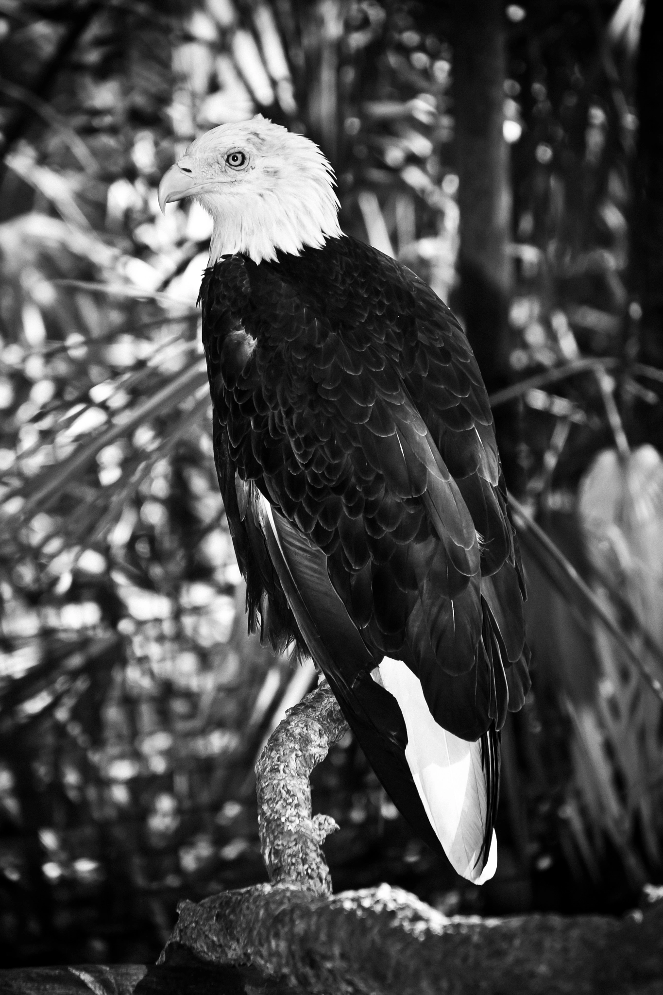 Canon EOS 40D + Tamron AF 18-270mm F3.5-6.3 Di II VC LD Aspherical (IF) MACRO sample photo. Brevard zoo photography