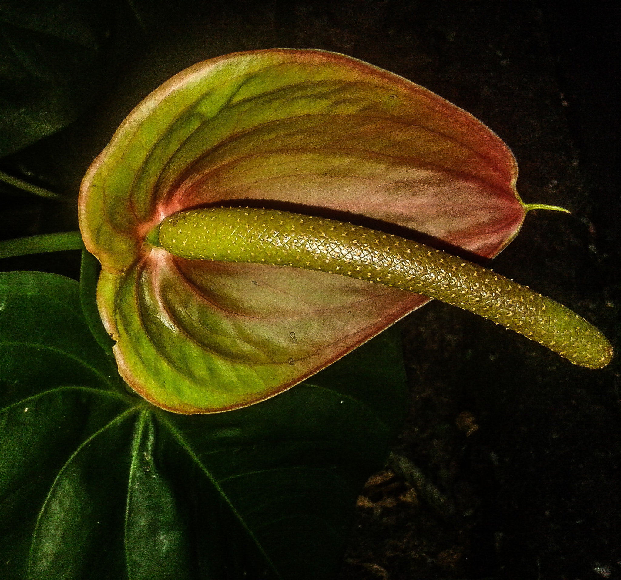 Samsung Galaxy Core Plus sample photo. Flower photography