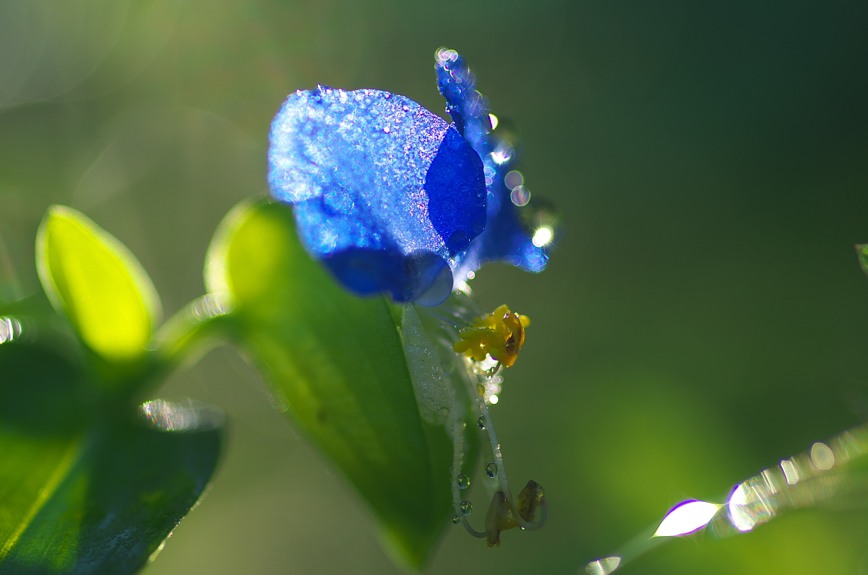 Pentax smc D-FA 100mm F2.8 Macro WR sample photo. Dayflower photography
