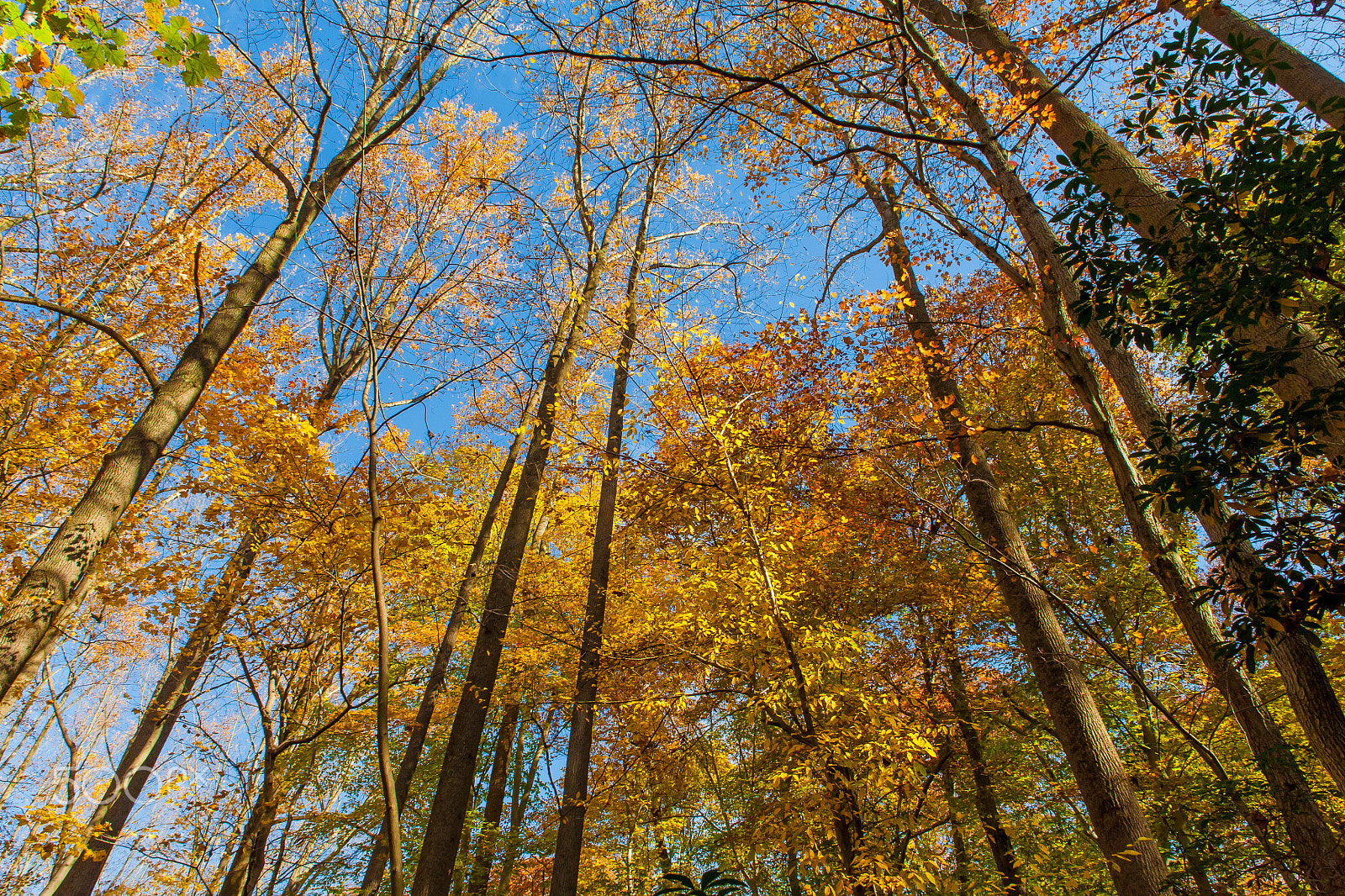 Canon EOS 5D + Sigma 24-70mm F2.8 EX DG Macro sample photo. Fall colors photography