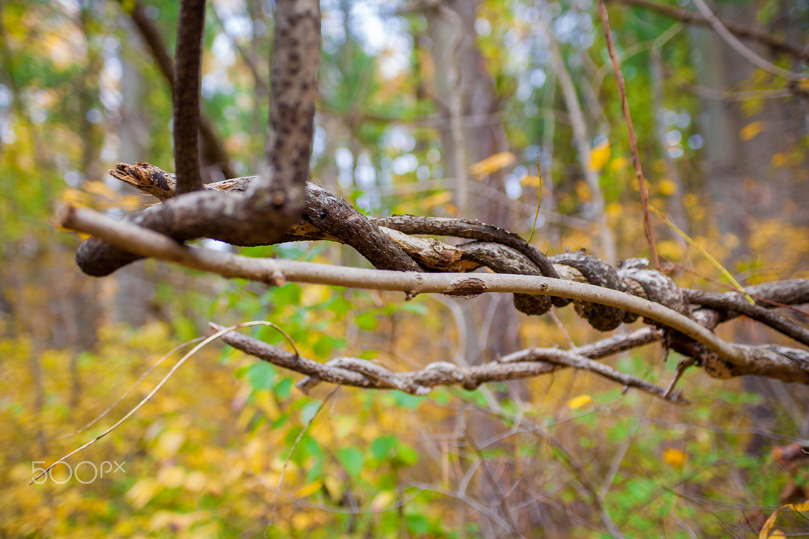 Canon EOS 5D + Sigma 24-70mm F2.8 EX DG Macro sample photo. Twisted photography