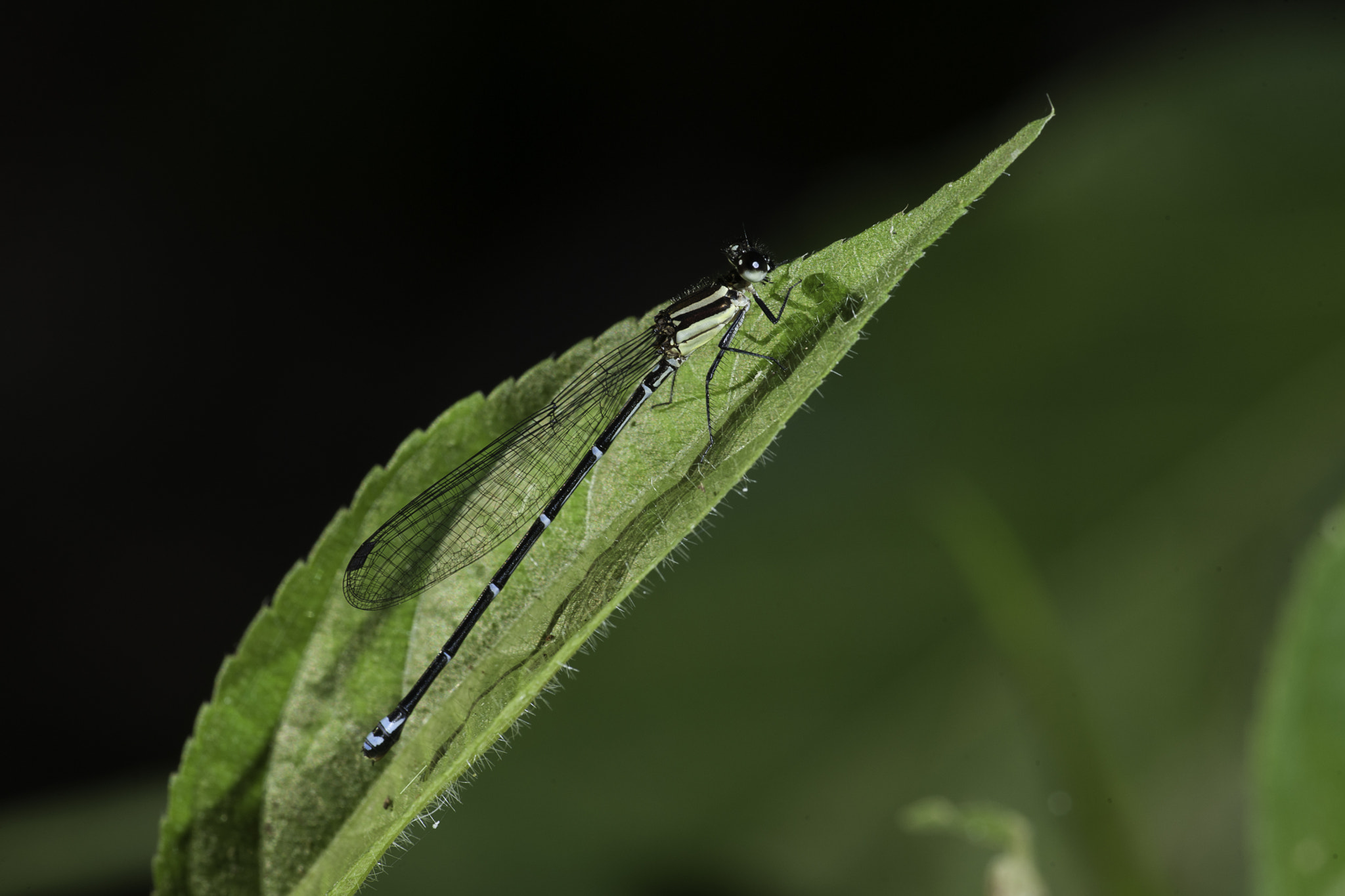 Nikon D3X sample photo. The unknon argia - part 2 photography