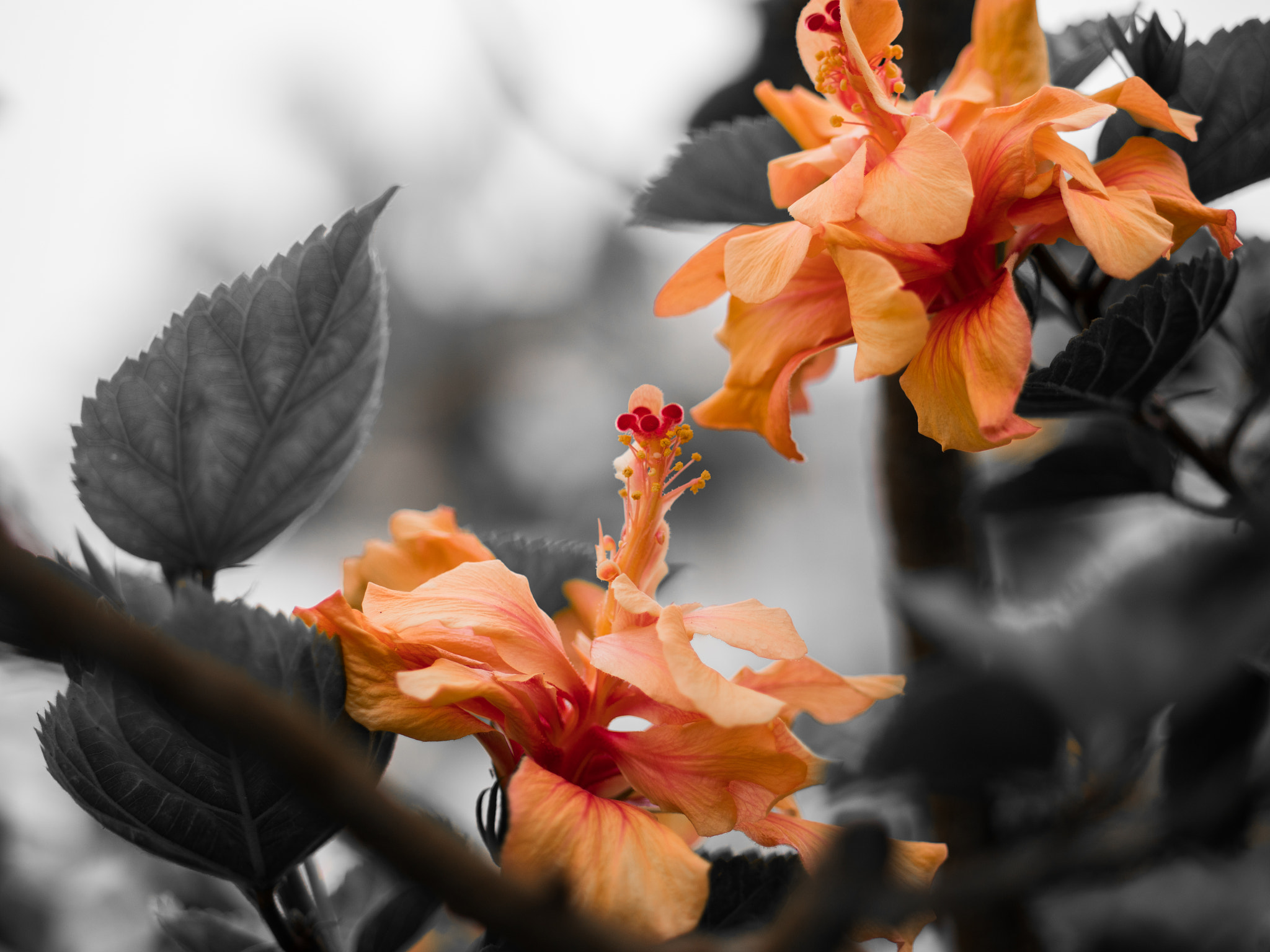 Panasonic Lumix G 42.5mm F1.7 ASPH Power OIS sample photo. Flor rosa photography