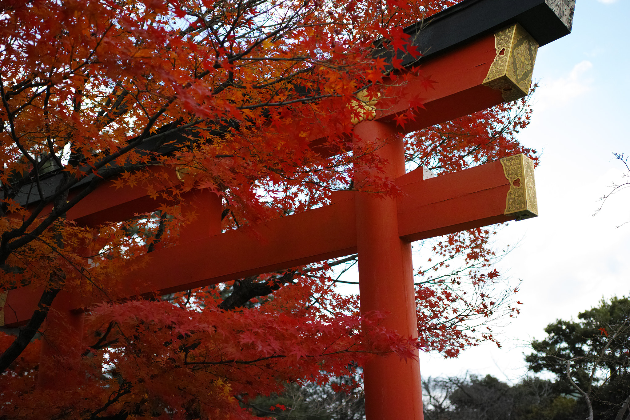 1007 sample photo. Mixed red photography