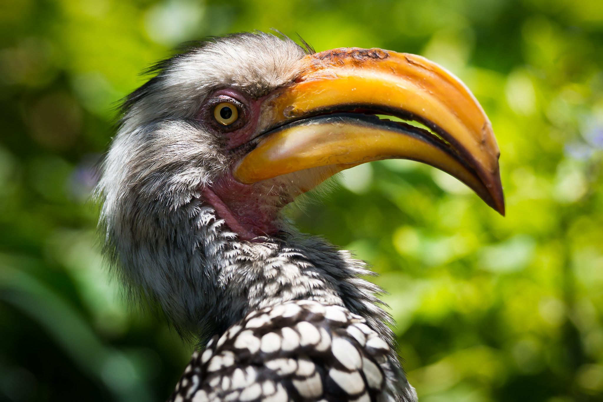 Sony a99 II + Sony 70-400mm F4-5.6 G SSM sample photo. Hornbill portrait photography