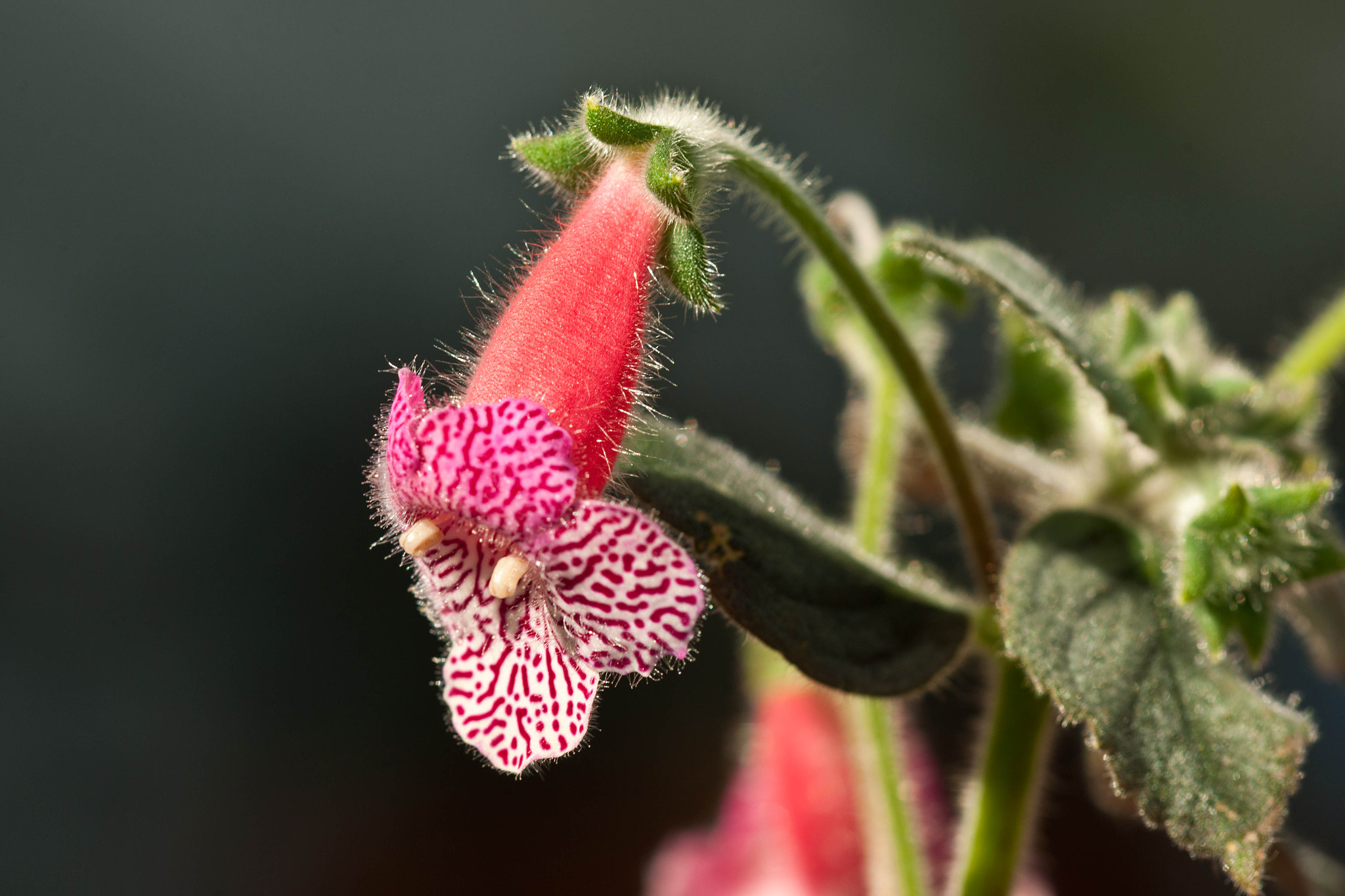 Nikon AF Micro-Nikkor 200mm F4D ED-IF sample photo. Blooming kohleria photography