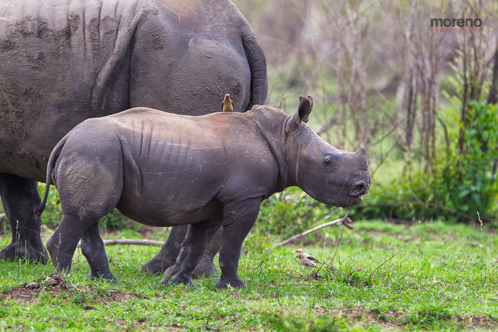 Canon EOS-1D Mark IV + Canon EF 300mm F2.8L IS USM sample photo. The young rhino photography