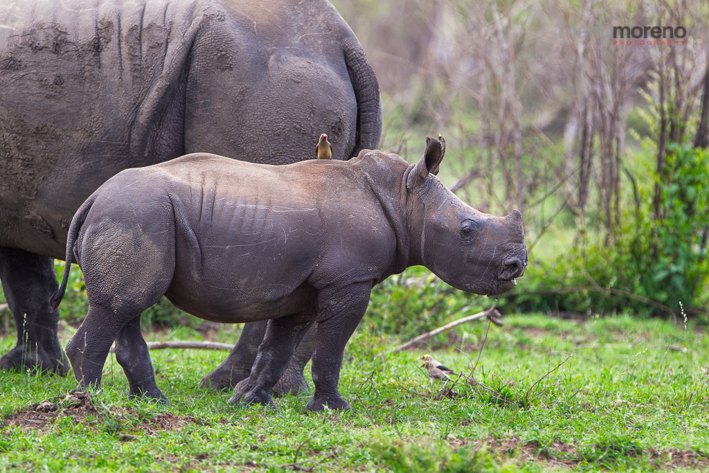 Canon EF 300mm F2.8L IS USM sample photo. The young rhino photography