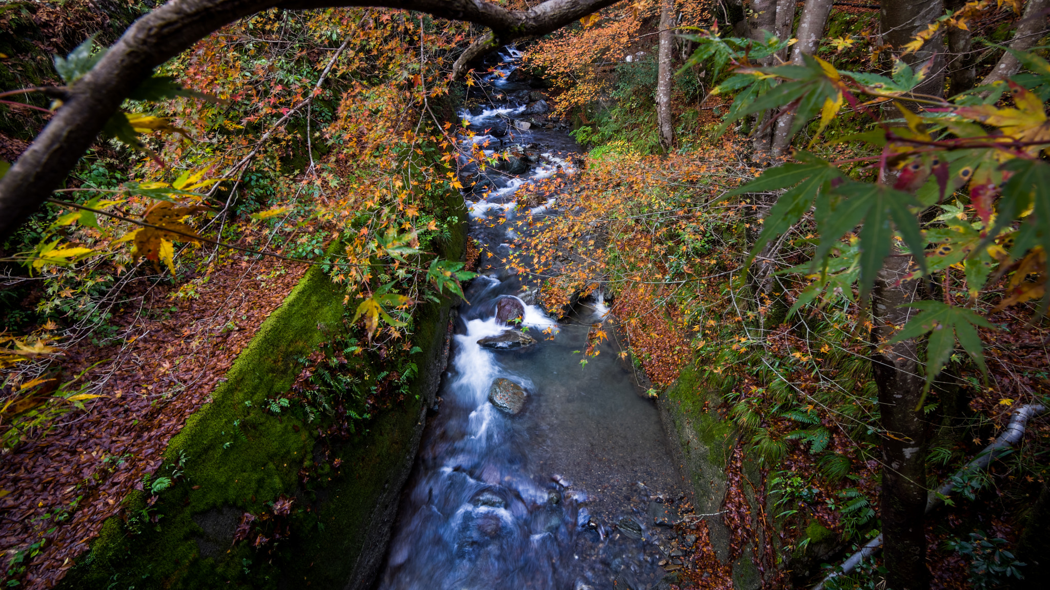 Sony a6000 + 20mm F2.8 sample photo. Autumn is coming photography