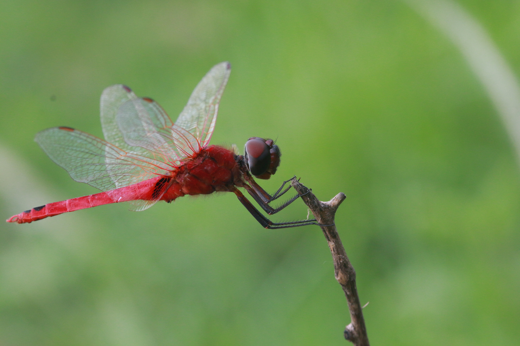 Canon EF 100mm F2.8 Macro USM sample photo. Phapatonk beureum photography