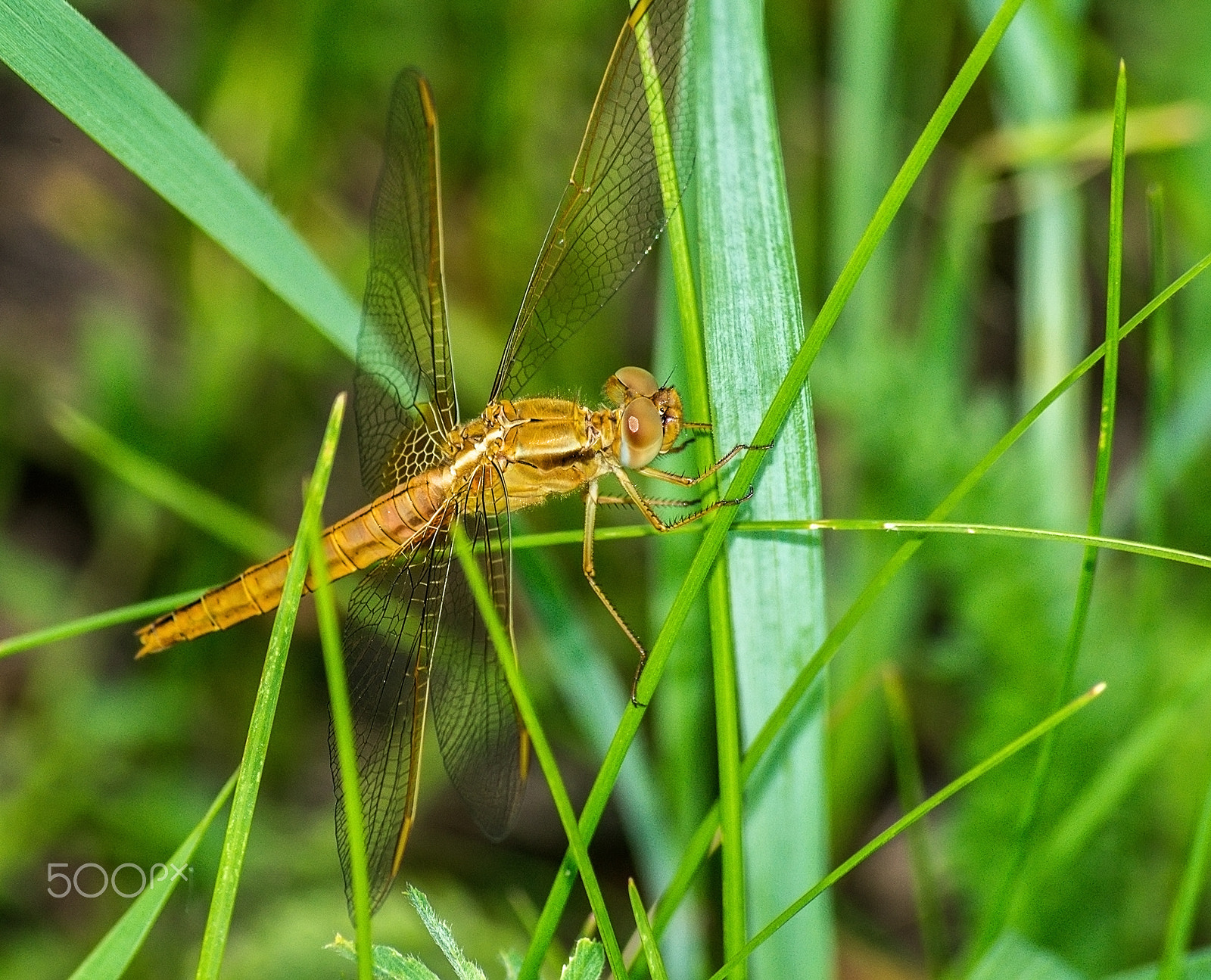 Pentax K-5 IIs + Sigma sample photo. 18155431240.jpg photography