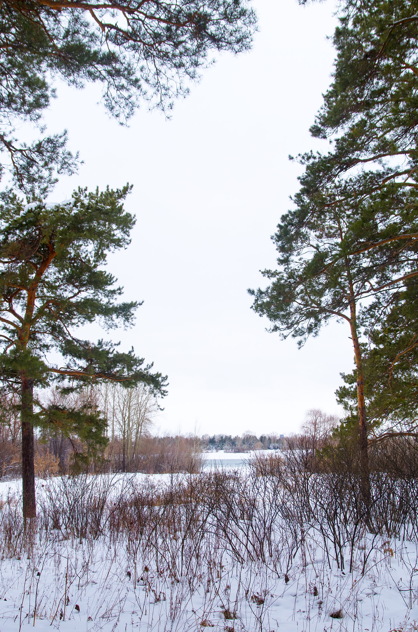 Pentax K-500 sample photo. Winter will be long photography