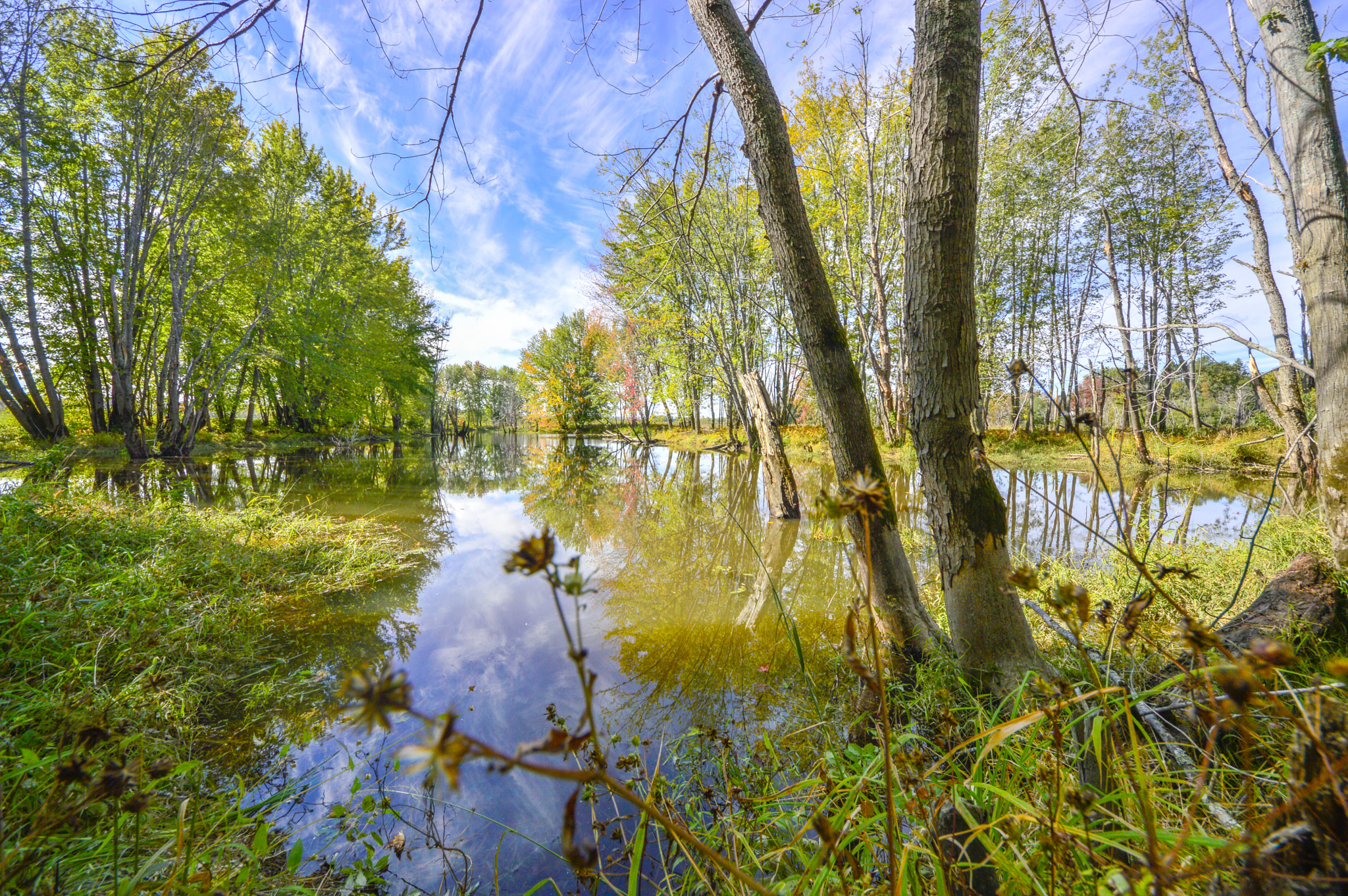 Sigma 8-16mm F4.5-5.6 DC HSM sample photo. Beaver pond - matthew gorveatte photography