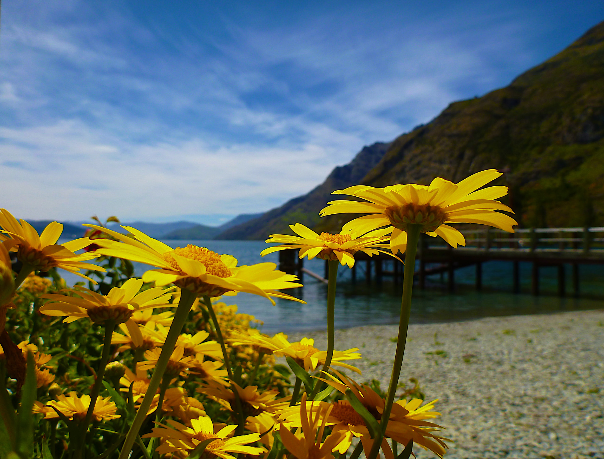 Panasonic DMC-FT3 sample photo. Yellow flowers by the lake photography