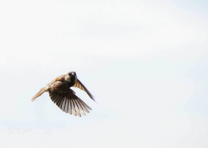 Sony SLT-A35 sample photo. Sparrow photography