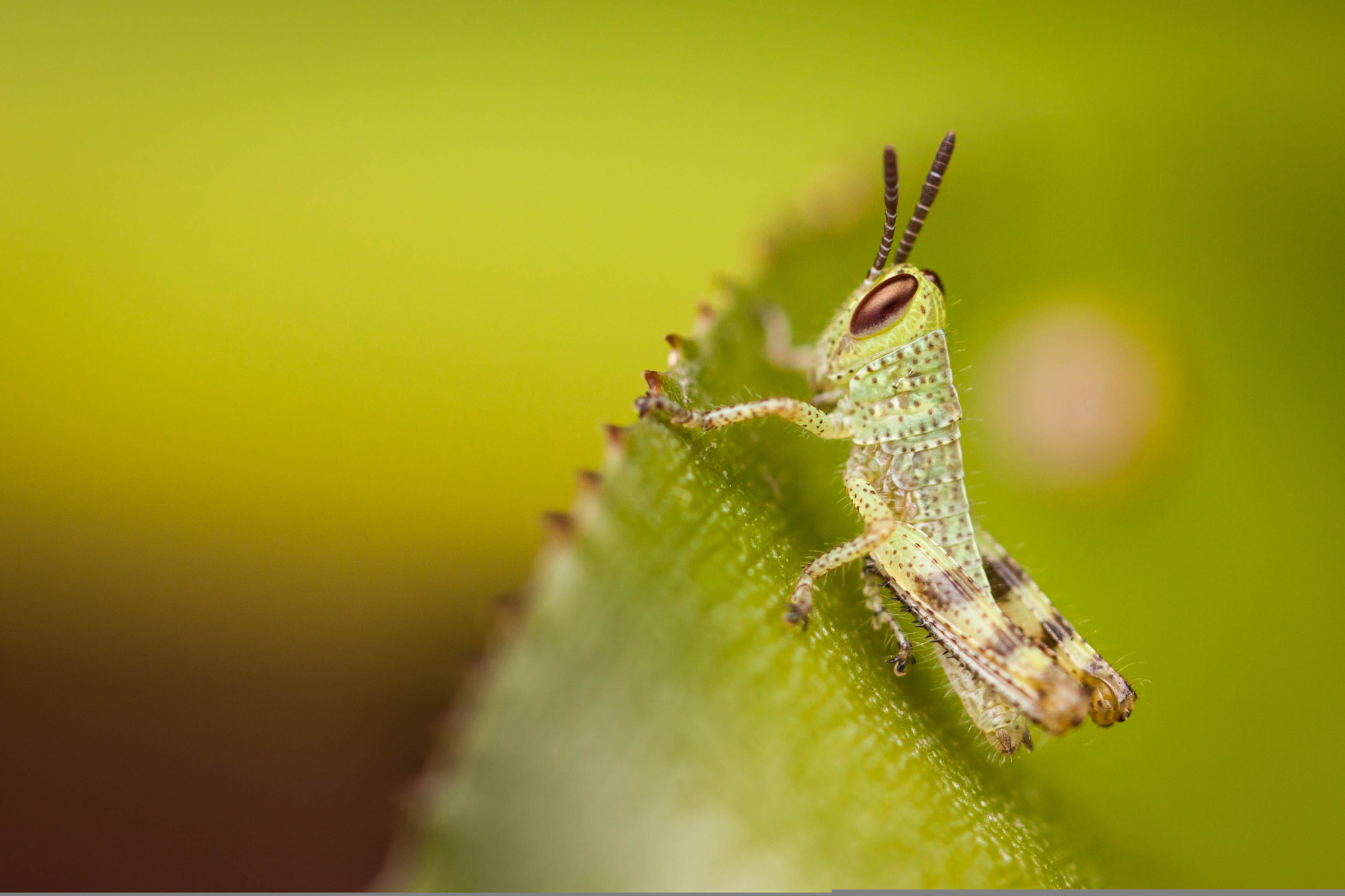 Canon EOS 50D + Canon EF 100mm F2.8 Macro USM sample photo. Baby grasshopper photography