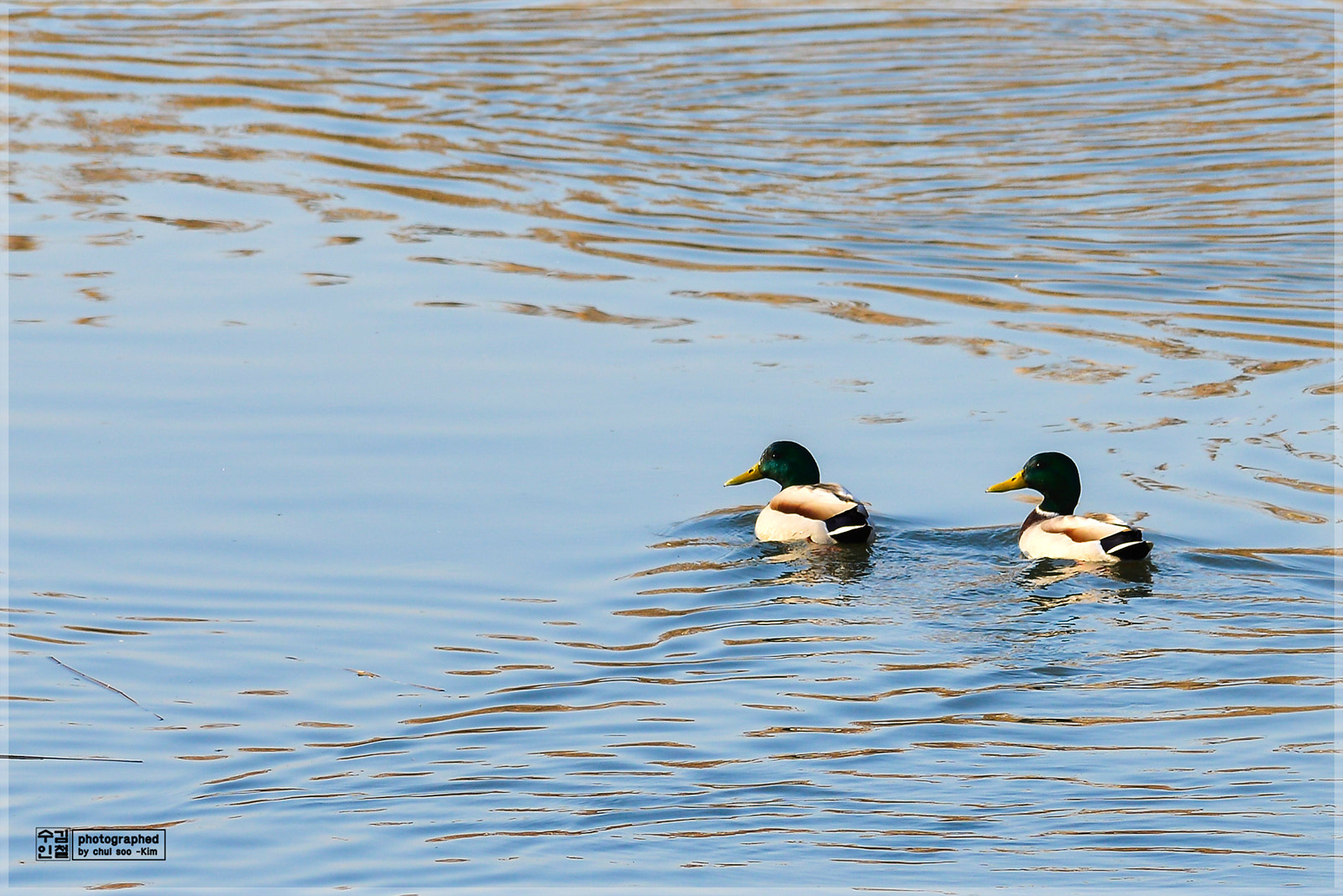 Nikon D800E + Nikon AF-S Nikkor 200-500mm F5.6E ED VR sample photo. _dsc2917-2.jpg photography