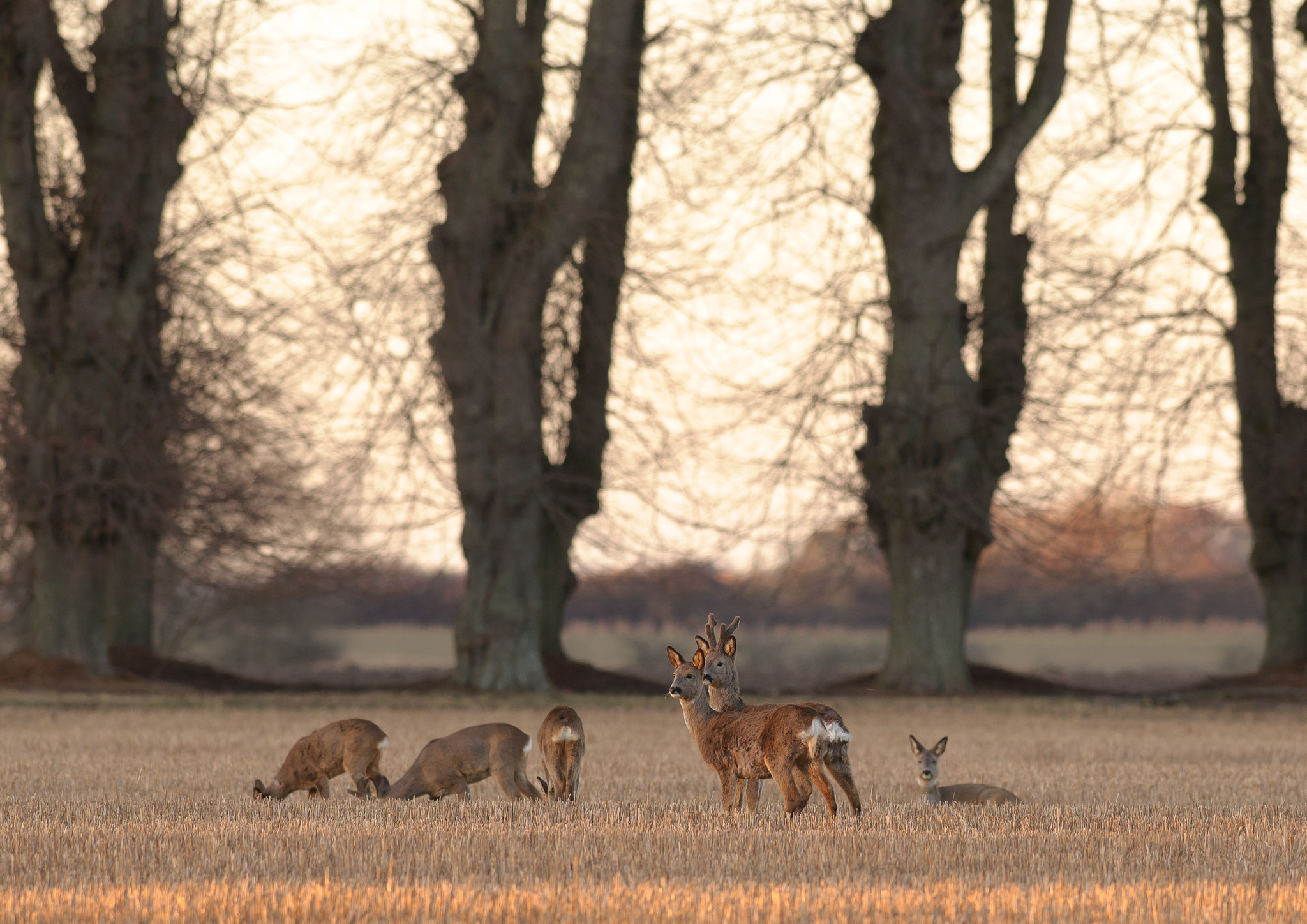 Nikon AF-S Nikkor 300mm F2.8G ED VR II sample photo. Roe deer on field in early spring photography