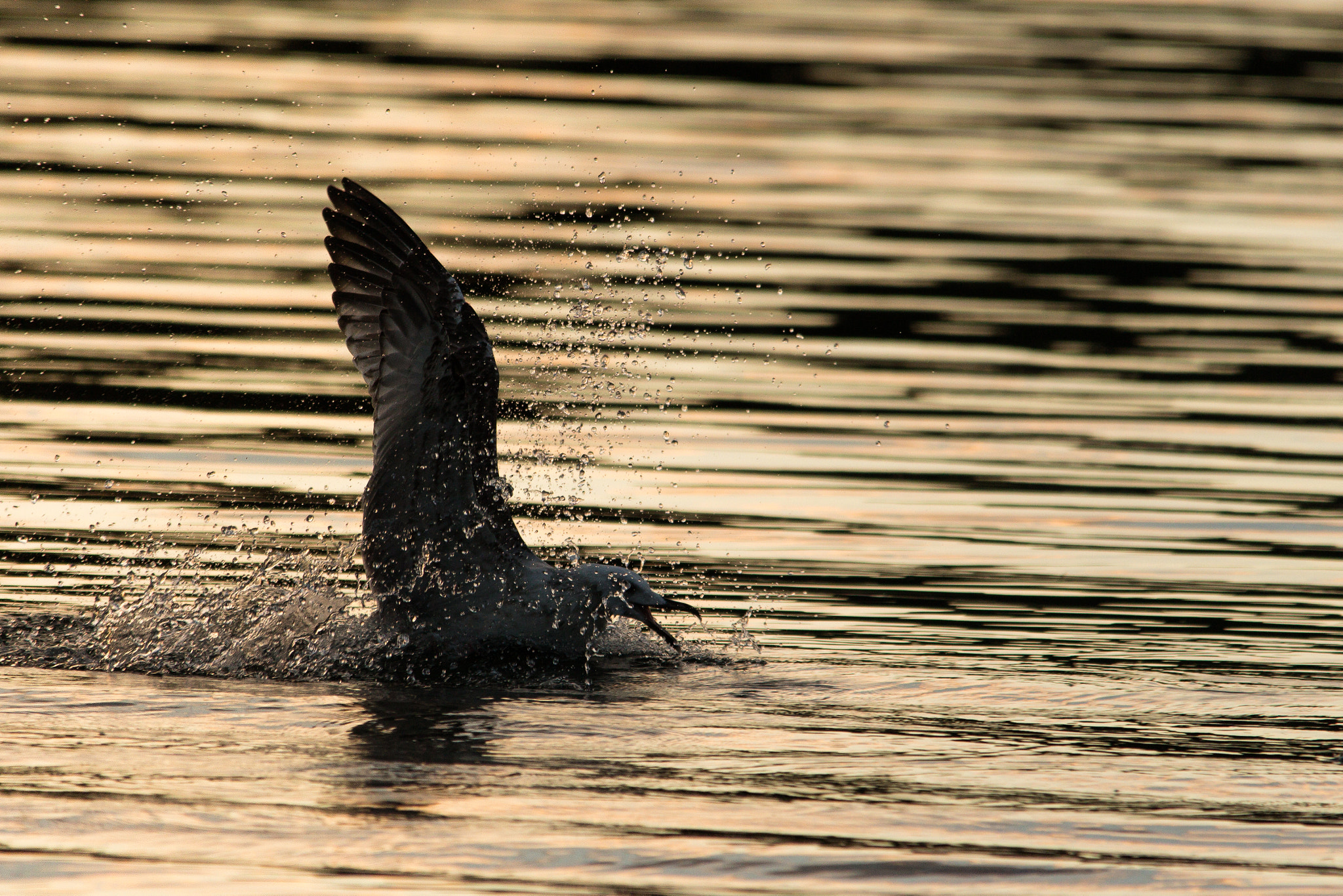 Sigma 150-500mm F5-6.3 DG OS HSM sample photo. Waterbird photography