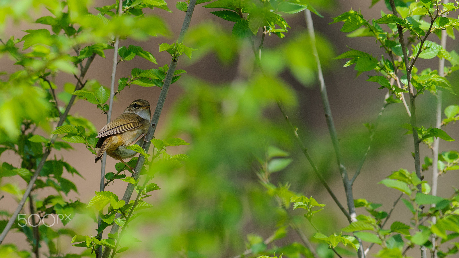 Nikon AF-S Nikkor 300mm F2.8G ED-IF VR sample photo. Radde's warbler photography