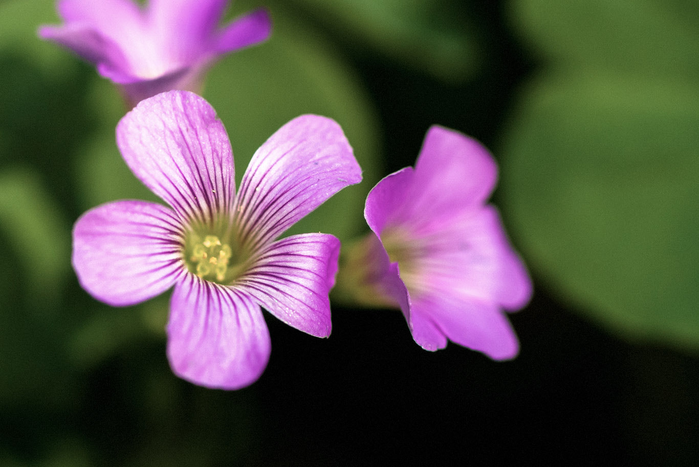 Sony Alpha DSLR-A200 + Sony 100mm F2.8 Macro sample photo. Sony dsc photography