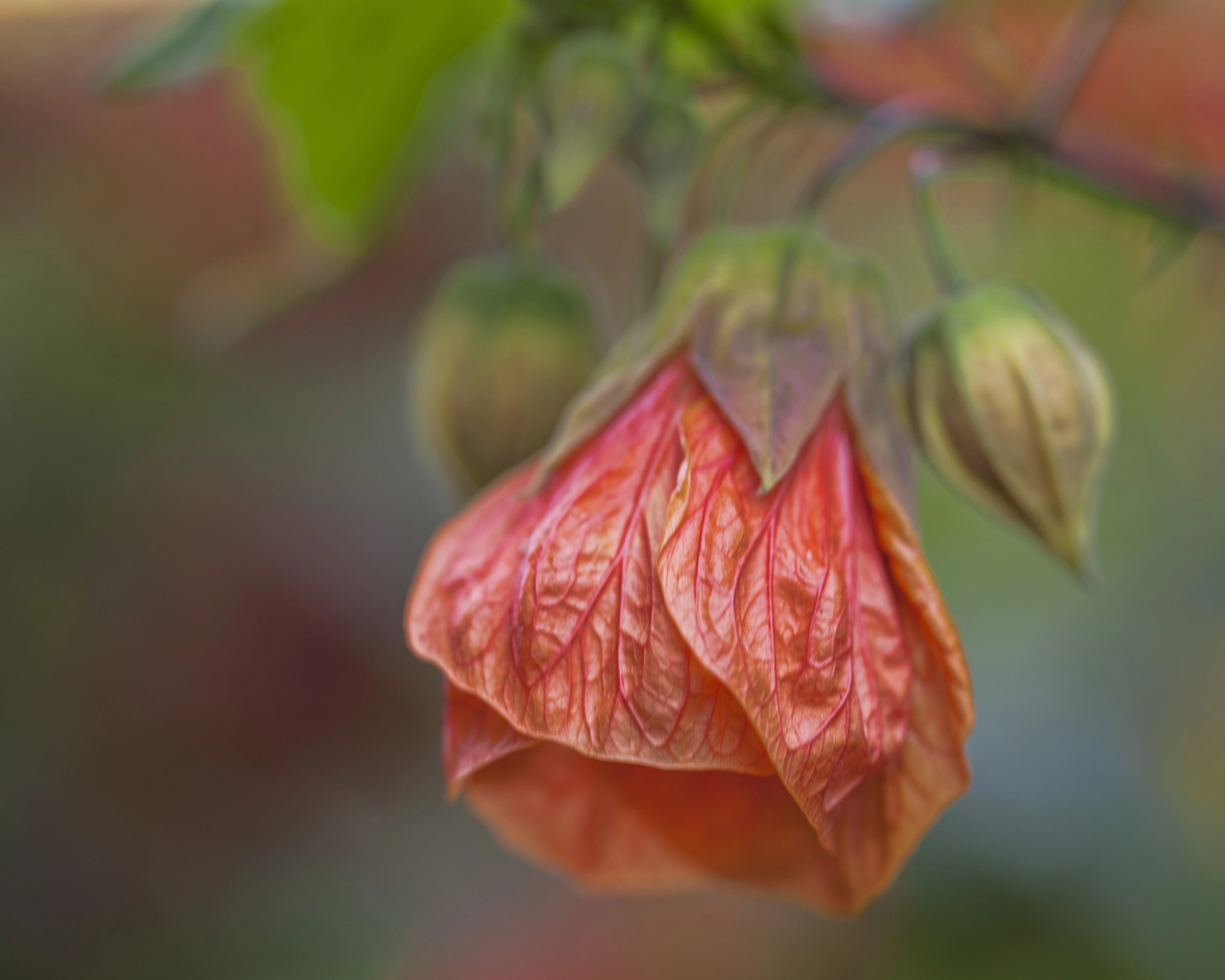 Canon EOS-1Ds Mark III sample photo. Chinese bell-flower photography