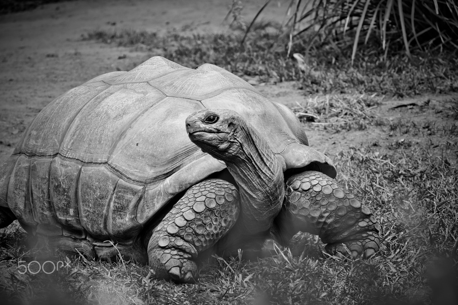 Nikon D5200 + Zeiss Milvus 35mm f/2 sample photo. Giant tortoise photography