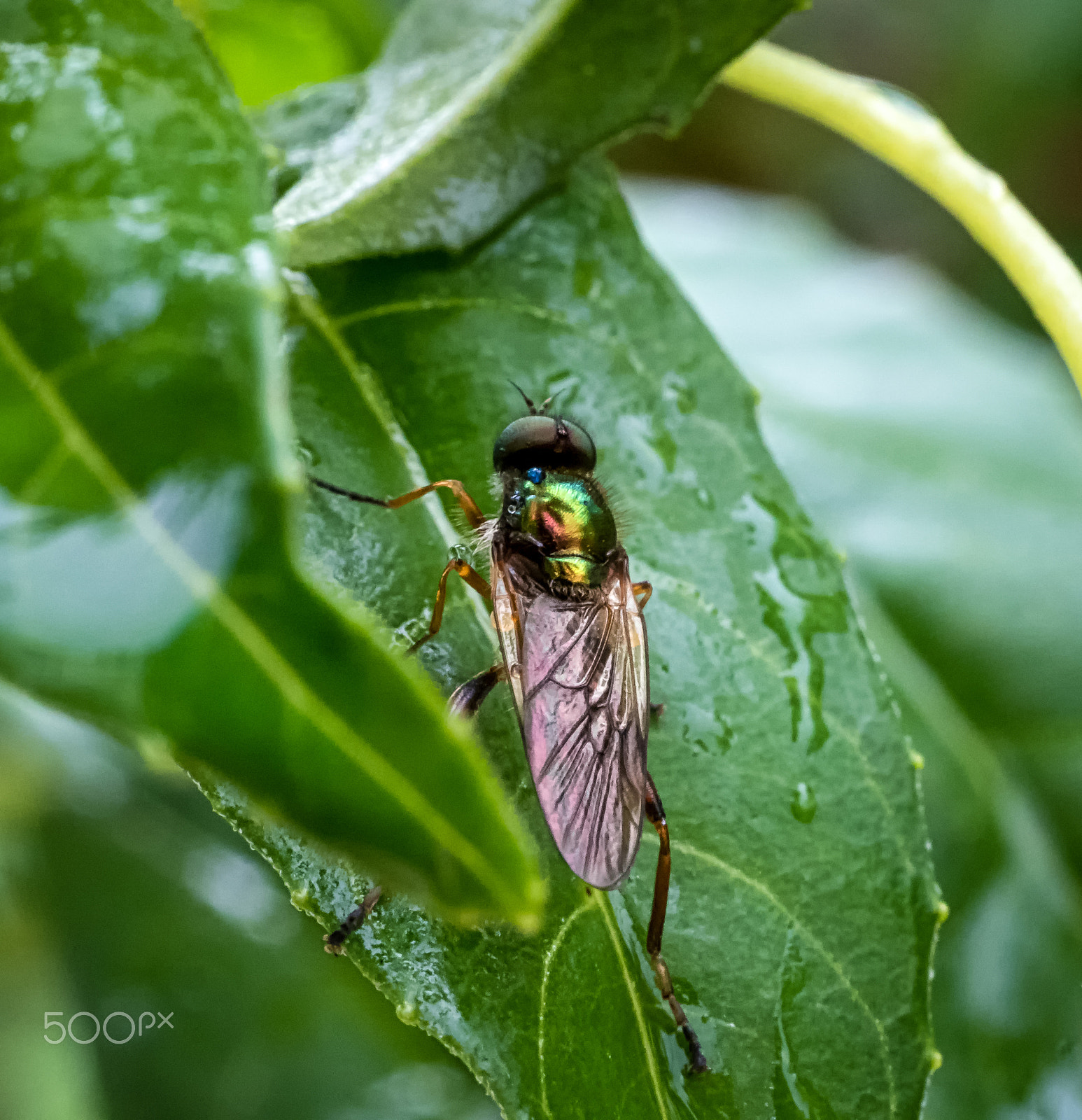 Panasonic Leica DG Macro-Elmarit 45mm F2.8 ASPH OIS sample photo. Sheltering from the rain photography