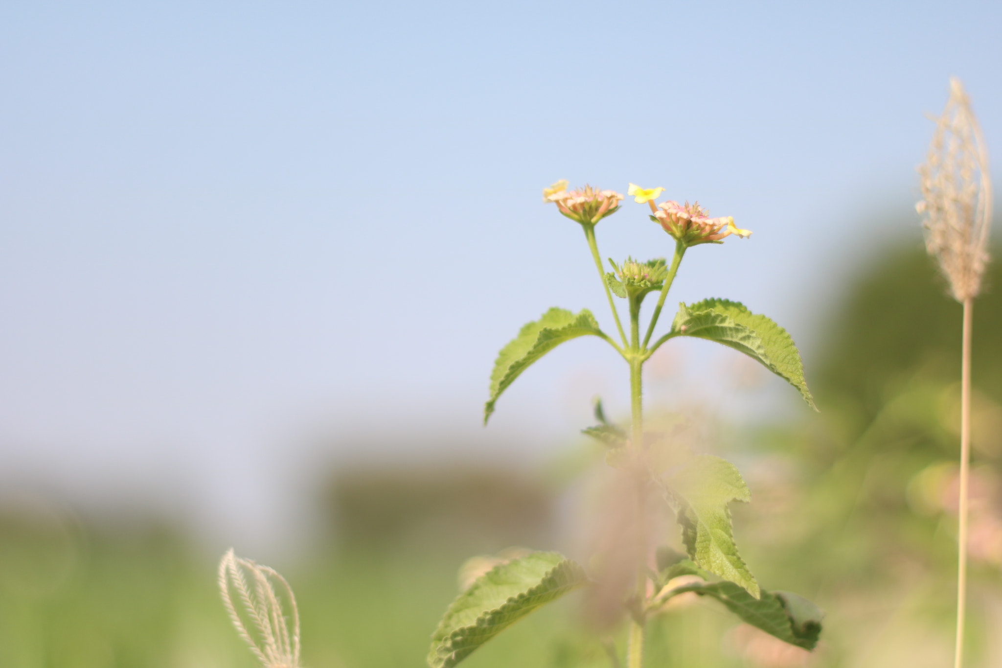 Canon EOS 750D (EOS Rebel T6i / EOS Kiss X8i) + Canon EF 50mm F1.8 II sample photo. Flower photography