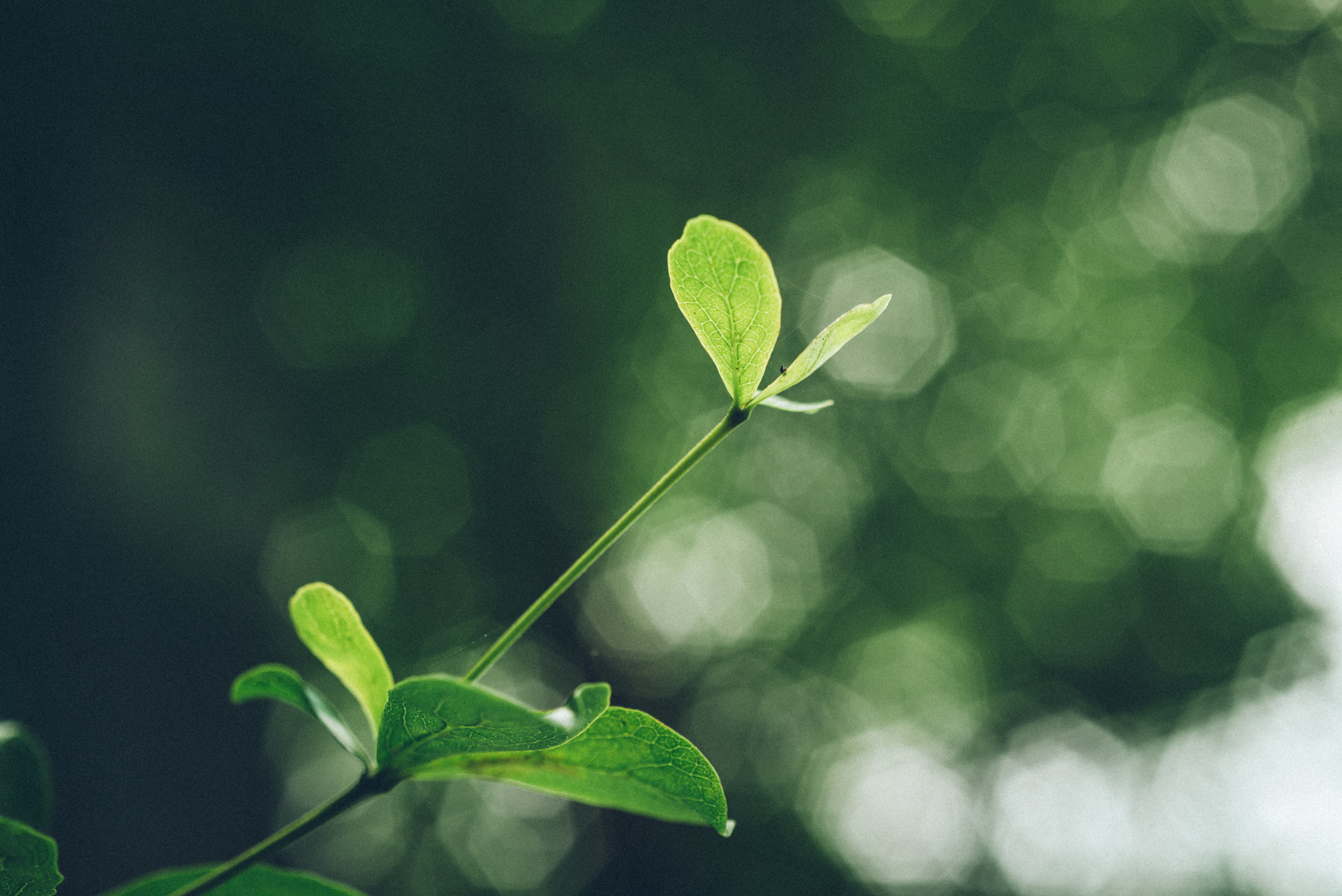 Nikon D800 + AF Micro-Nikkor 60mm f/2.8 sample photo. In plant photography