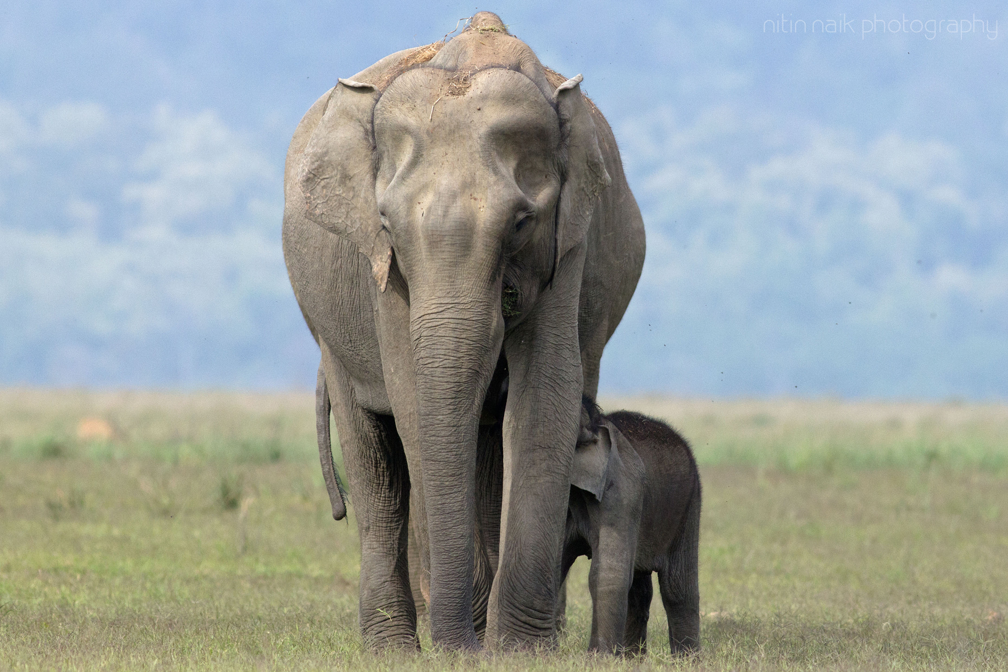 Canon EOS 60D + Canon EF 400mm F5.6L USM sample photo. Elephants of dhikala photography