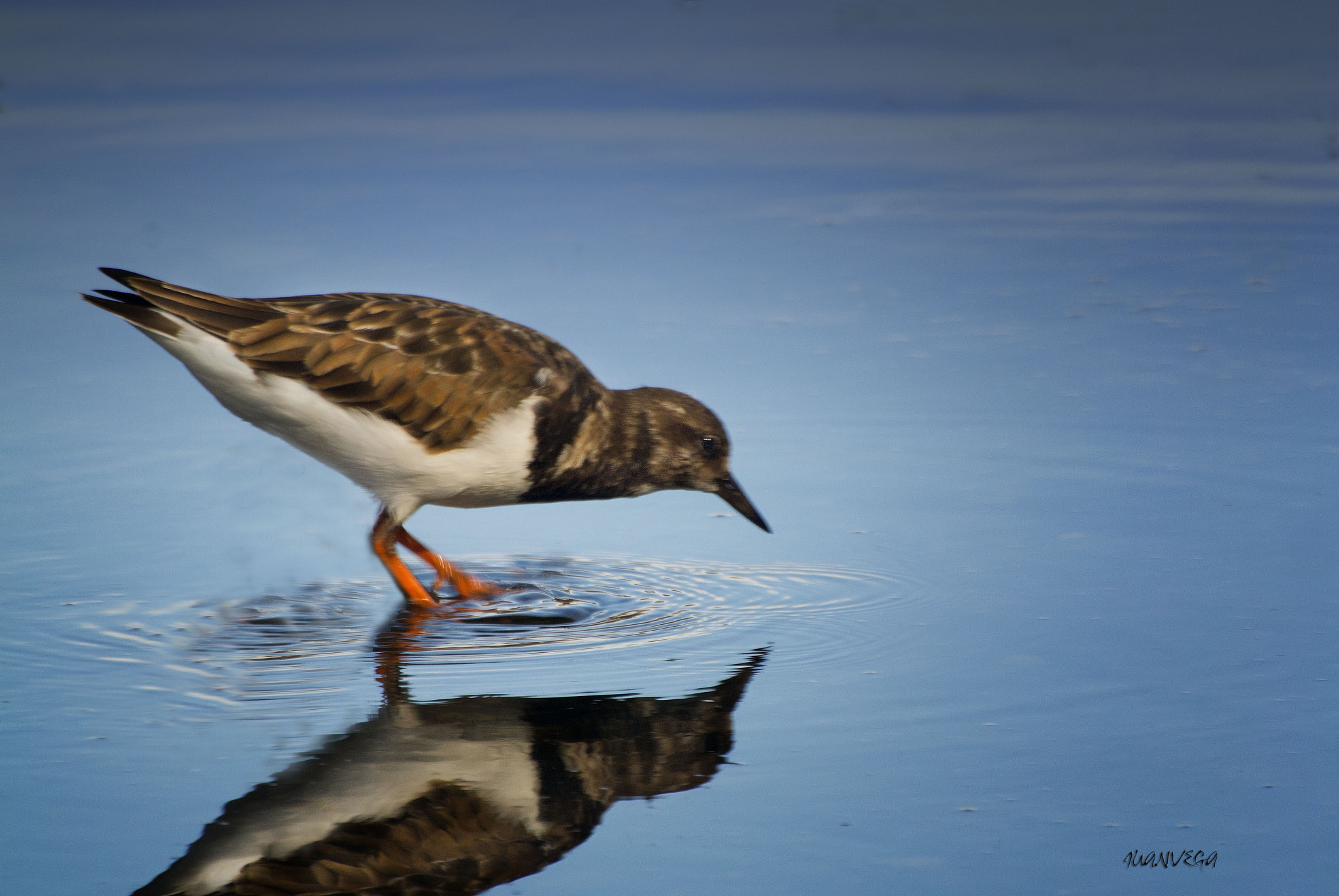 VR 70-300mm f/4.5-5.6G sample photo. Ave photography
